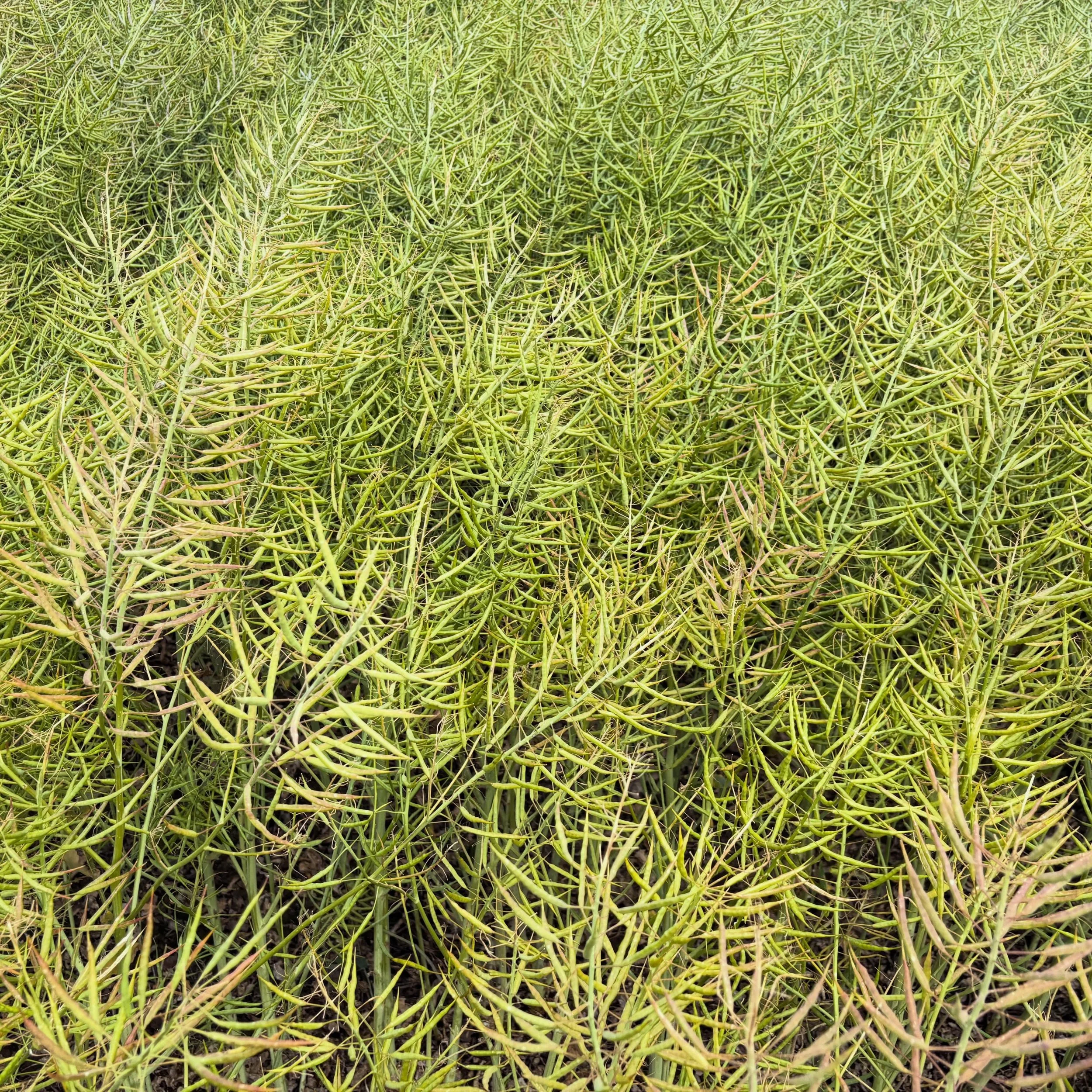 Rapeseed