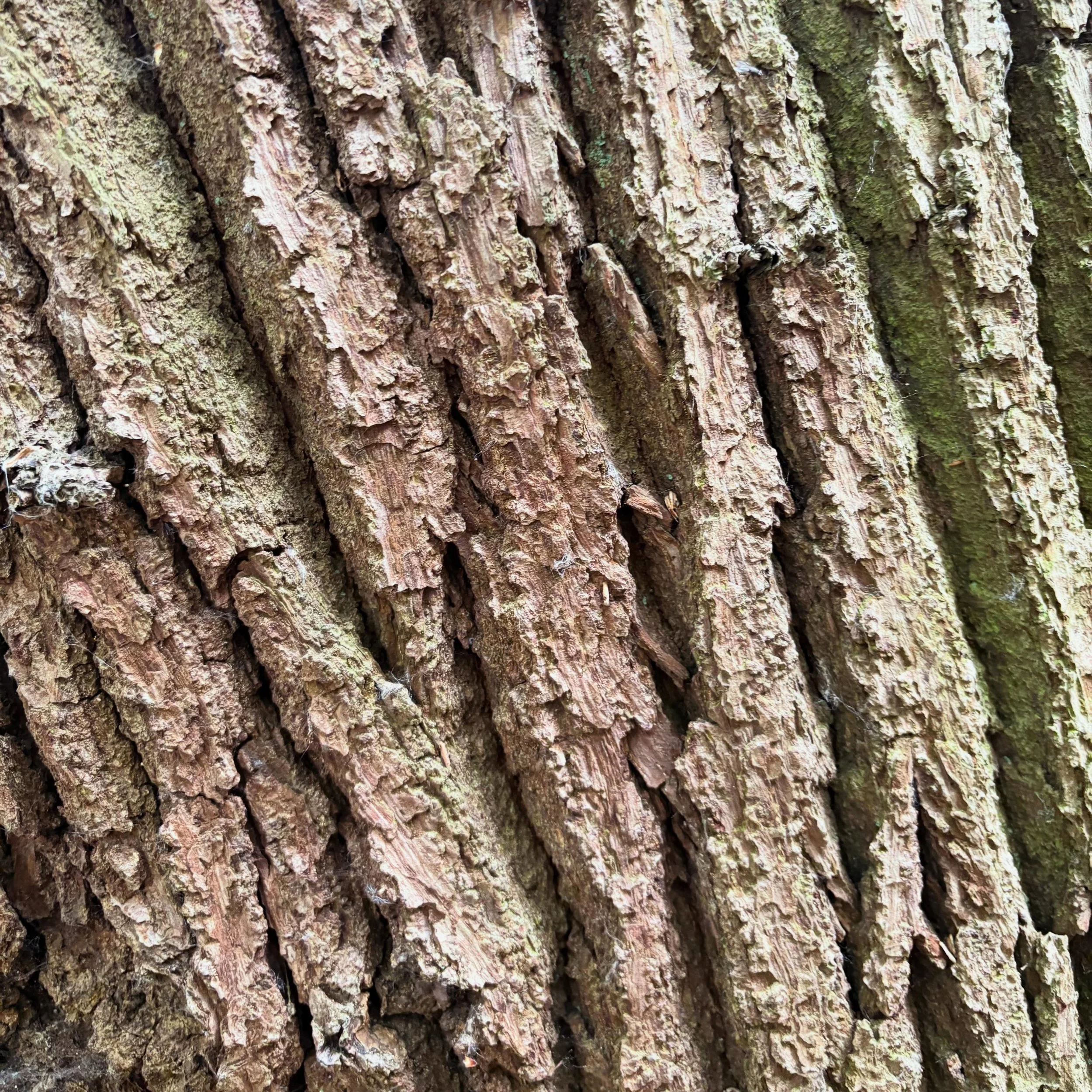 Trunk