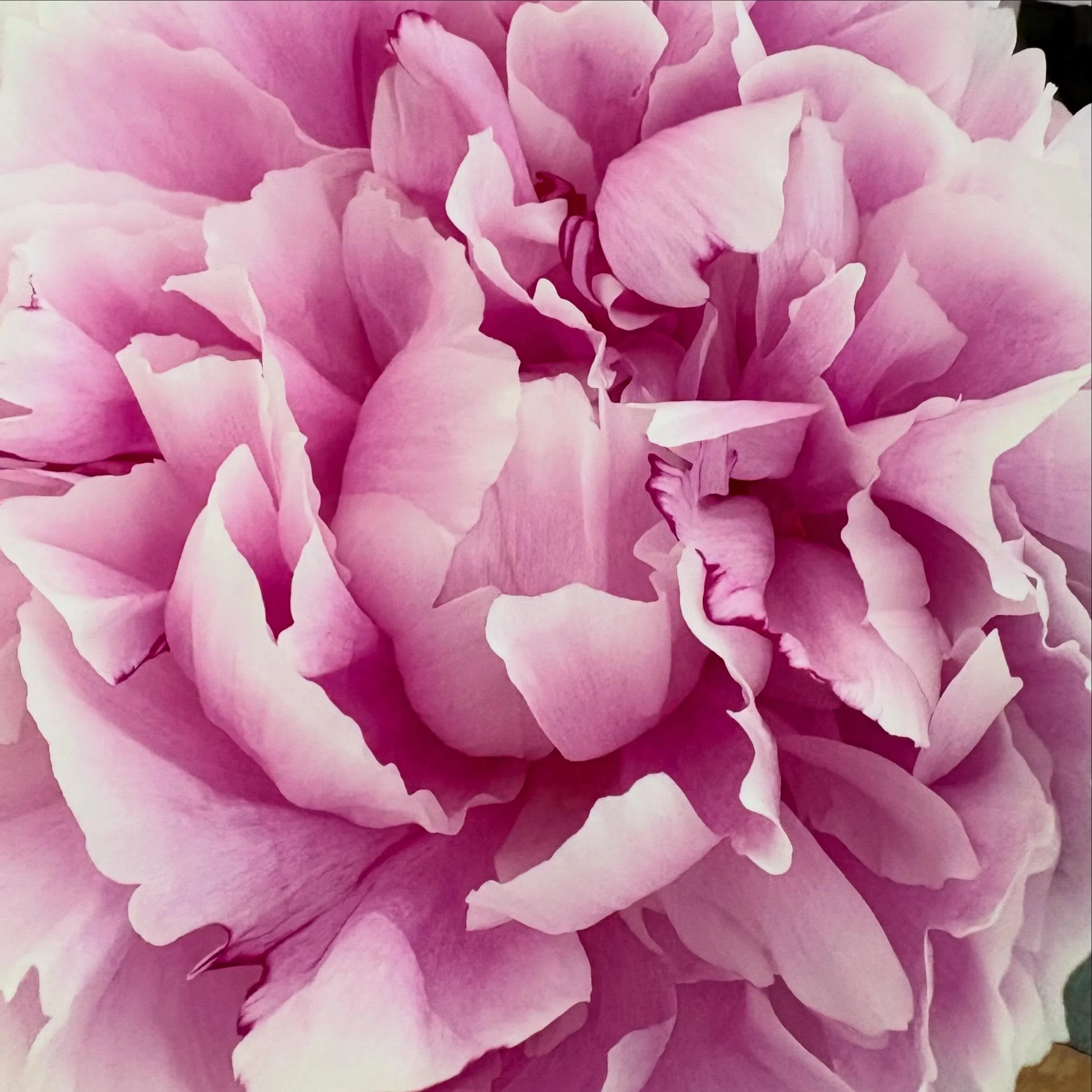 Peony