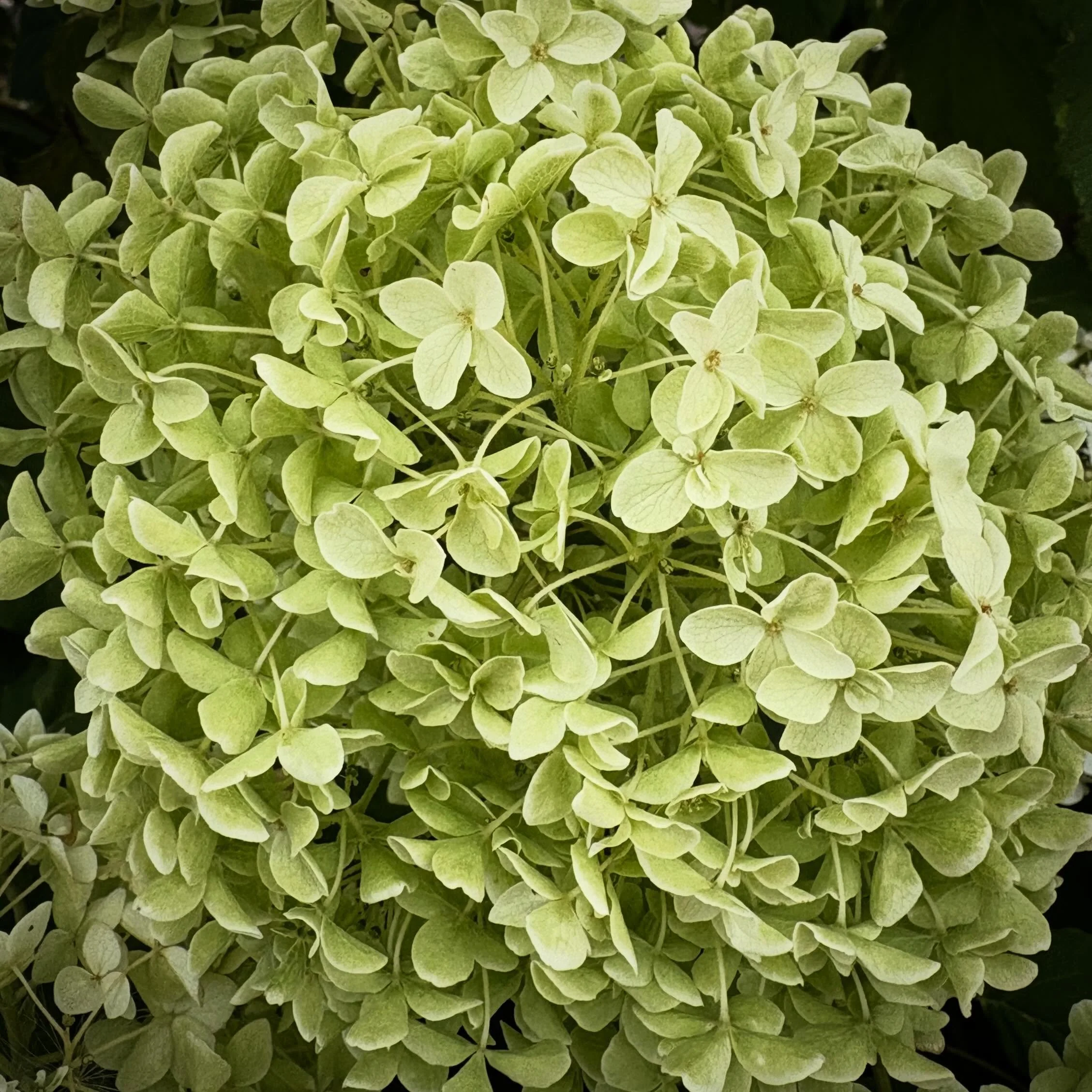 Hydrangea &lsquo;Limelight&rsquo;