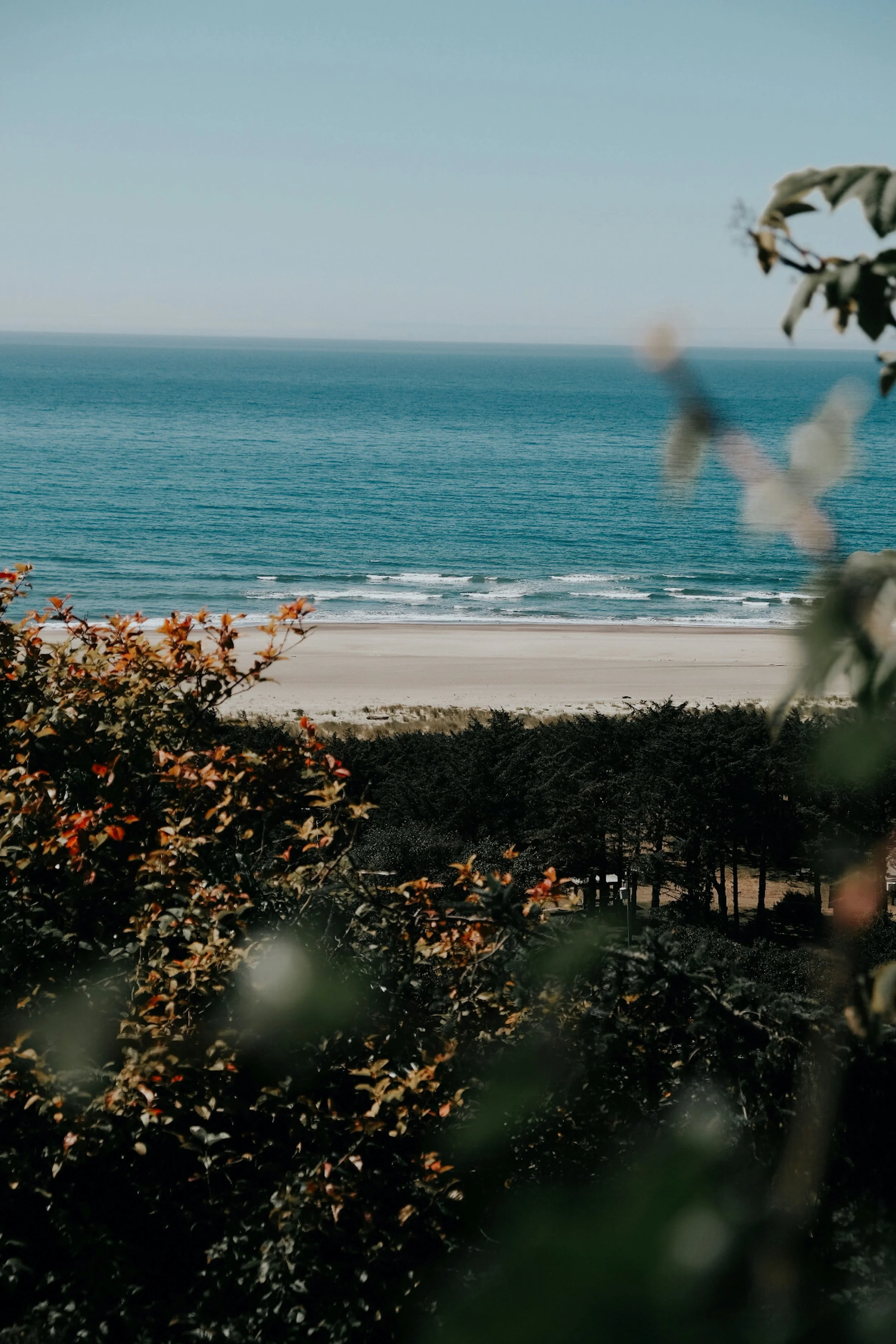 View of the ocean with waves hitting a sandy beach, seen through bushes and trees.