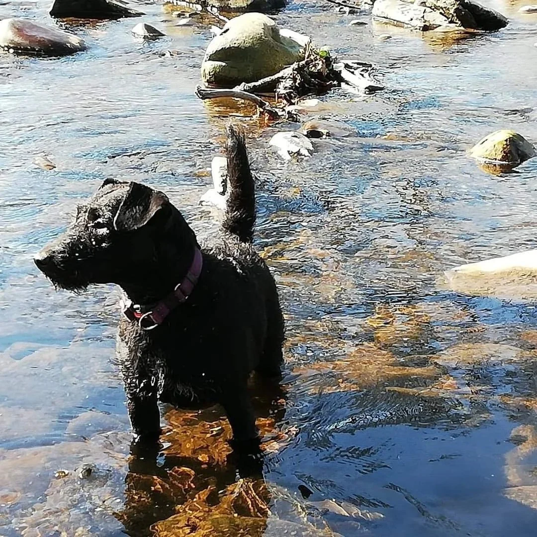 A black dog standing in a shallow stream with rocks and pebbles, looking off to the side.