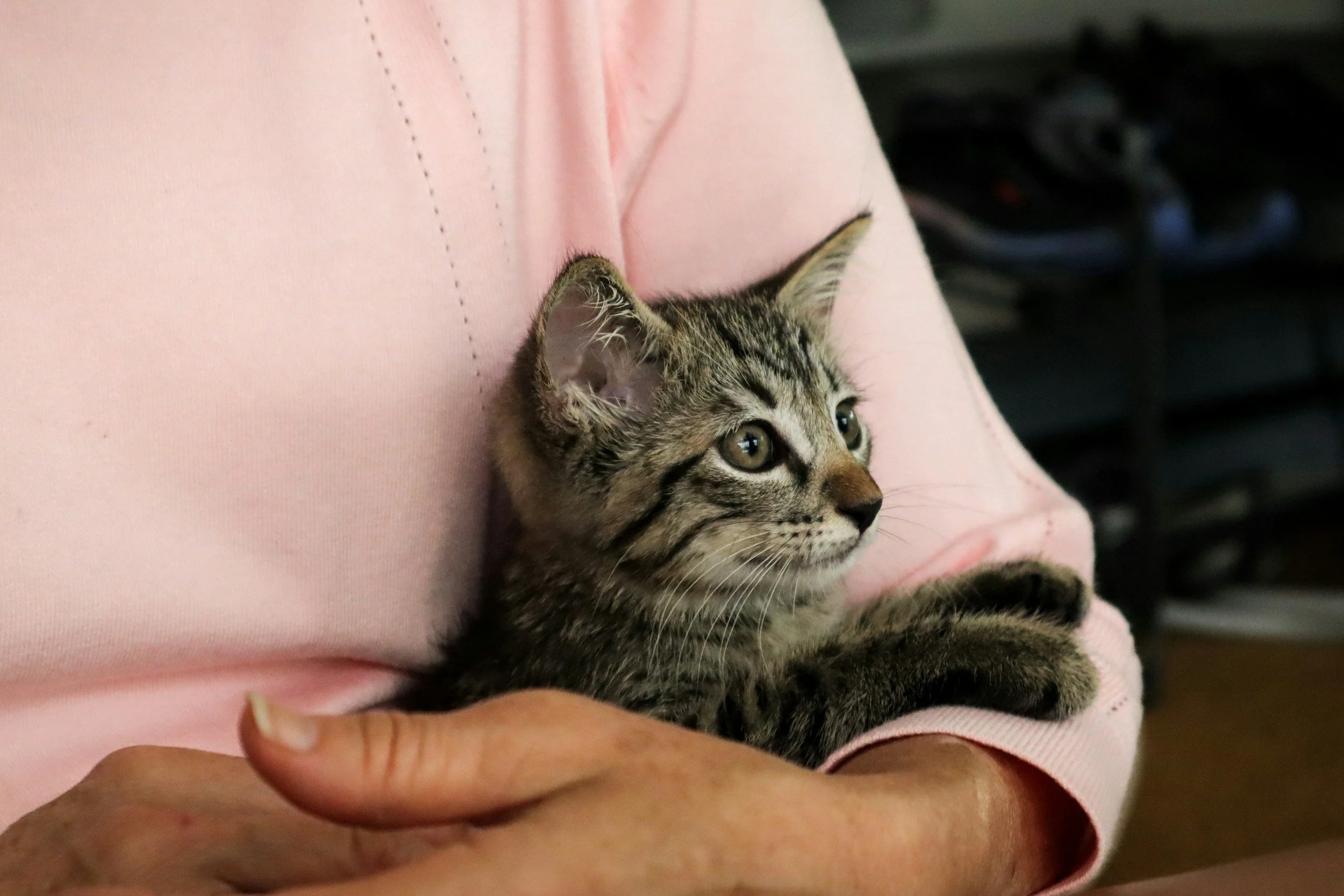 A young tabby kitten with gray and black striped fur, big green eyes, and pointy ears being held gently by a person wearing a pink shirt.