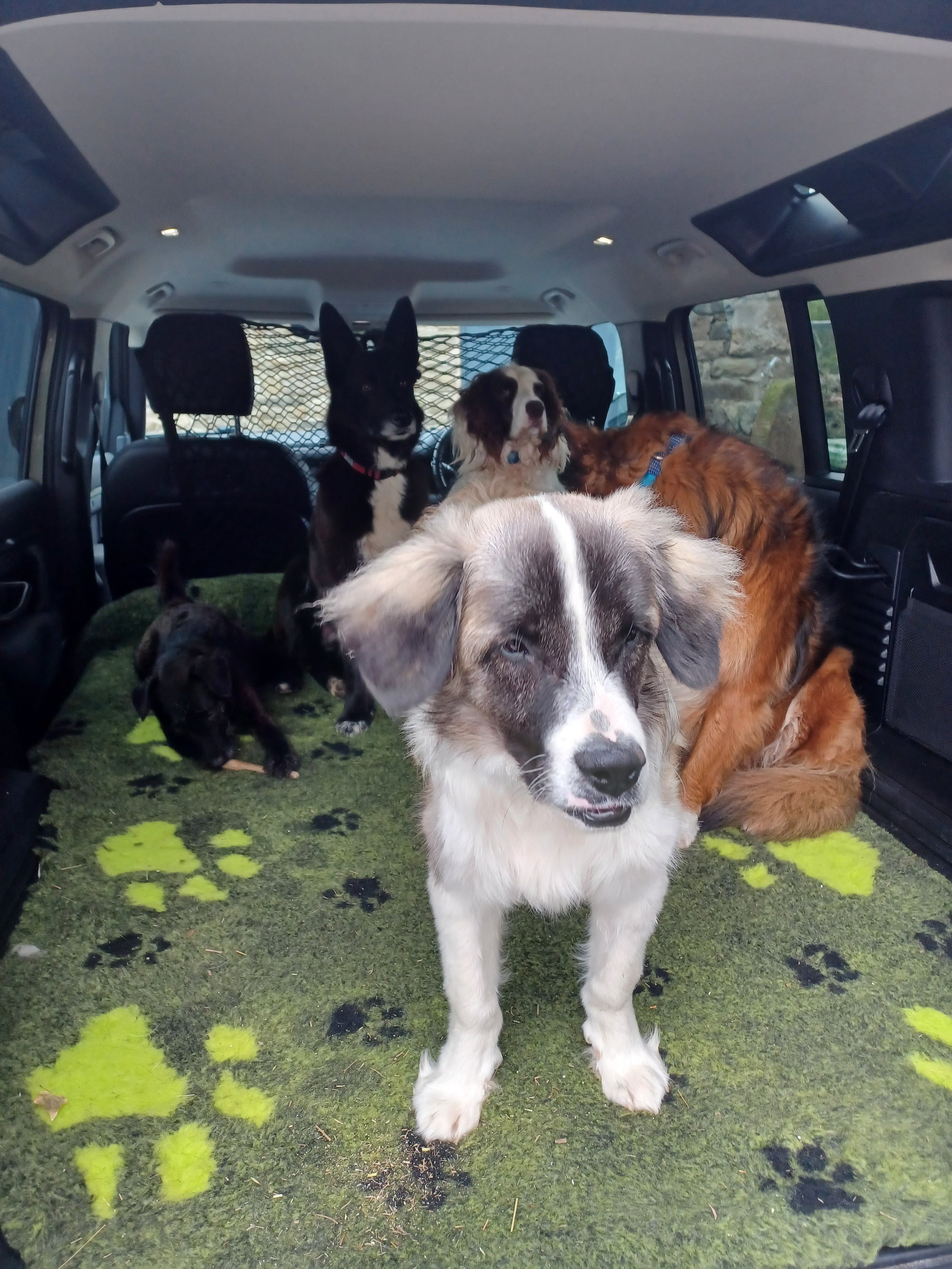 Meet the Pack: The 5 Dogs Who Taught Me Everything