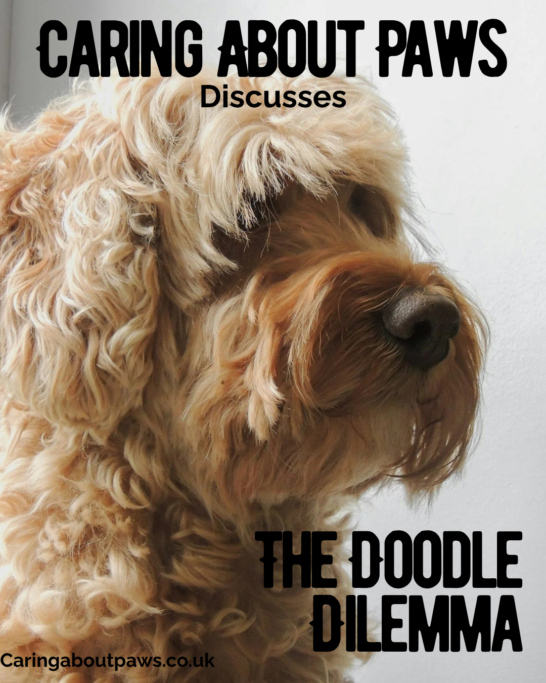 The Doodle Dilemma: Why Genetics are Only Half the Story