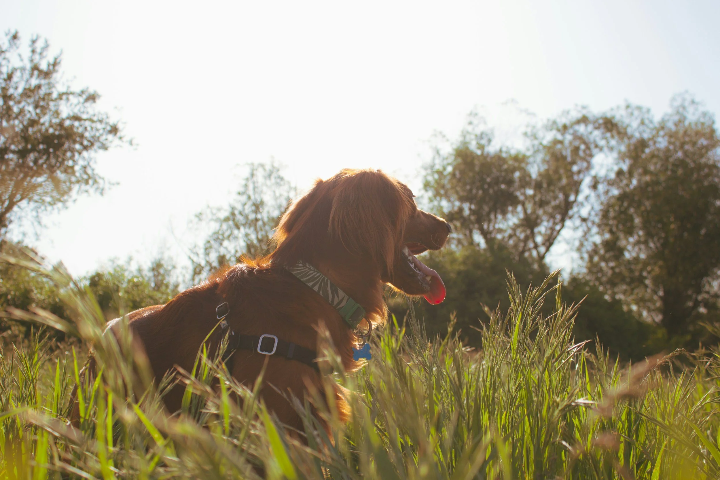 A brown dog with a collar sitting in tall grass during daylight, with trees and the sky in the background.