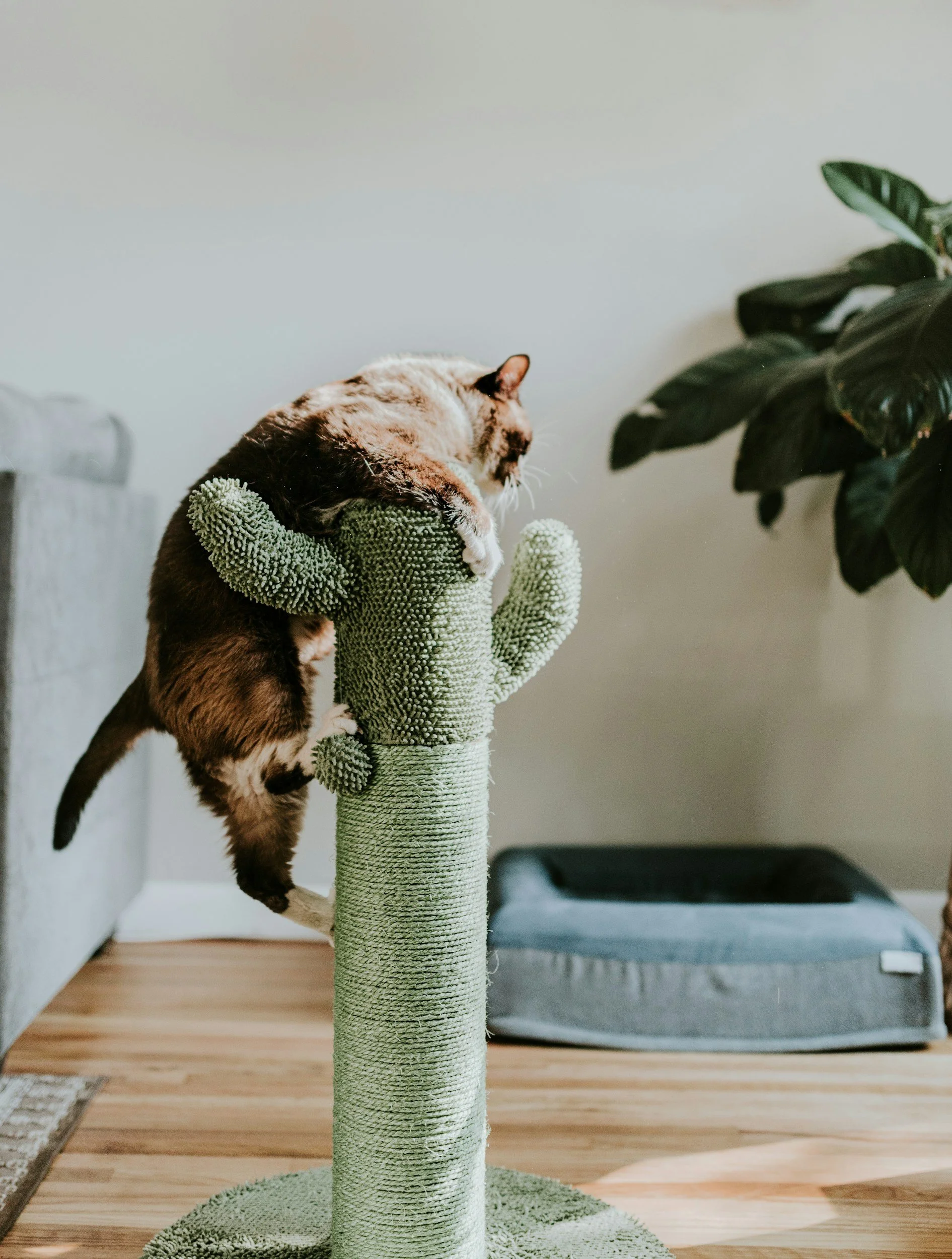Cat Mental Enrichment