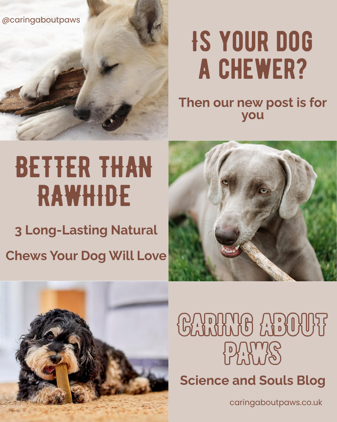 🐶 Better Than Rawhide: 3 Long-Lasting Natural Chews Your Dog Will Love