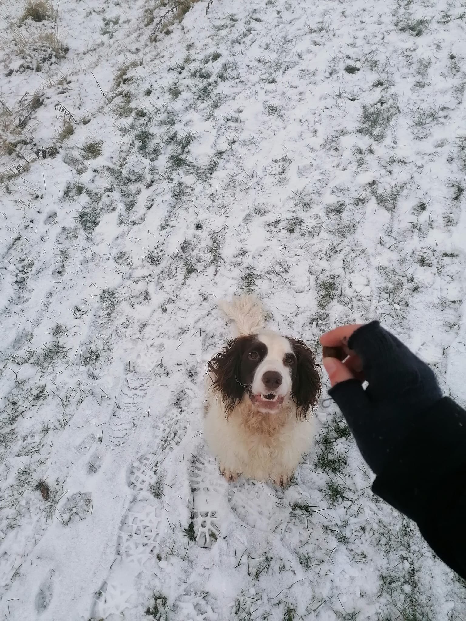 spaniel.jpg