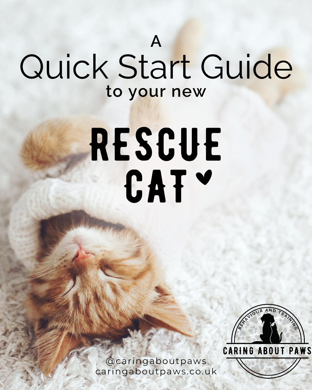 A Stress-Free Guide to Bringing Your New Rescue Cat Home