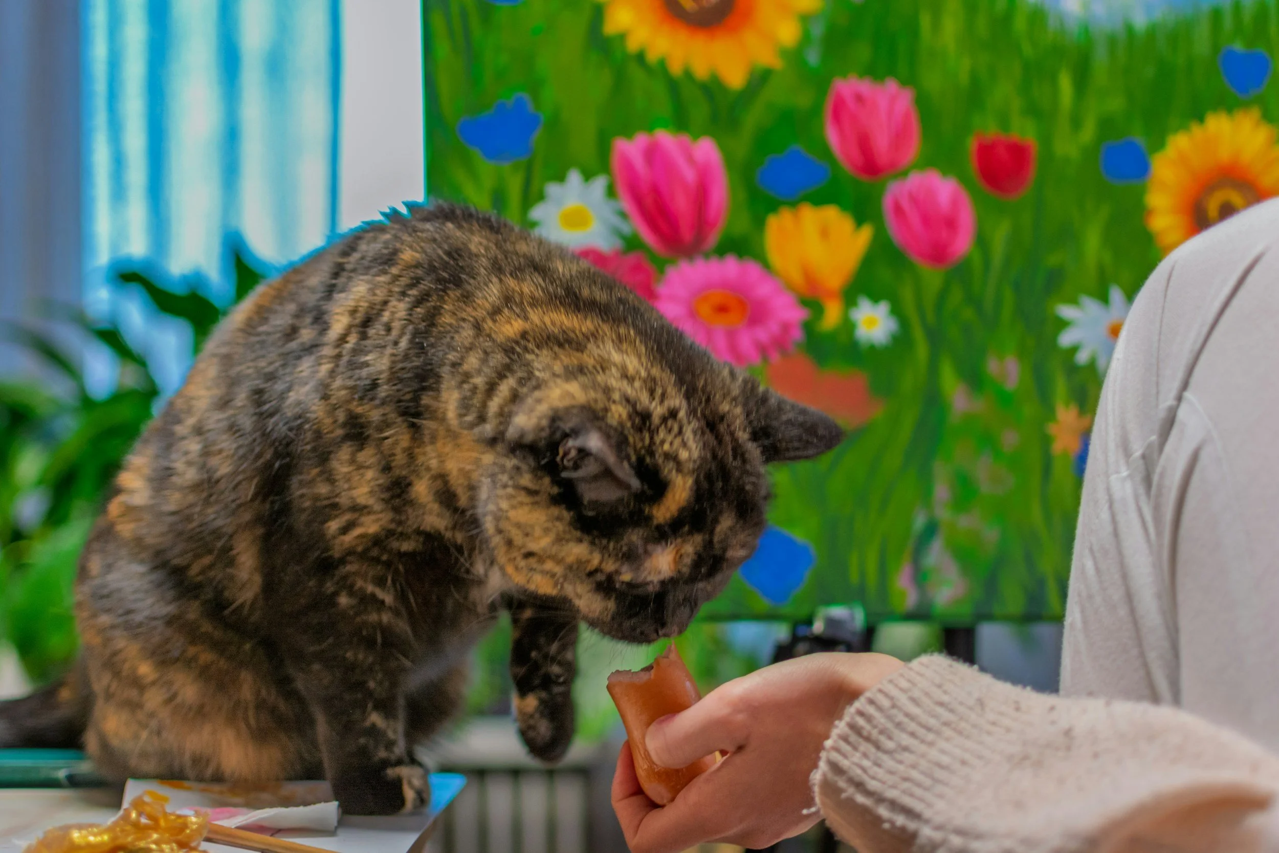 A person in a white sleeve offers a piece of food to a tabby cat with brown and black striped fur, set against a colorful floral background.