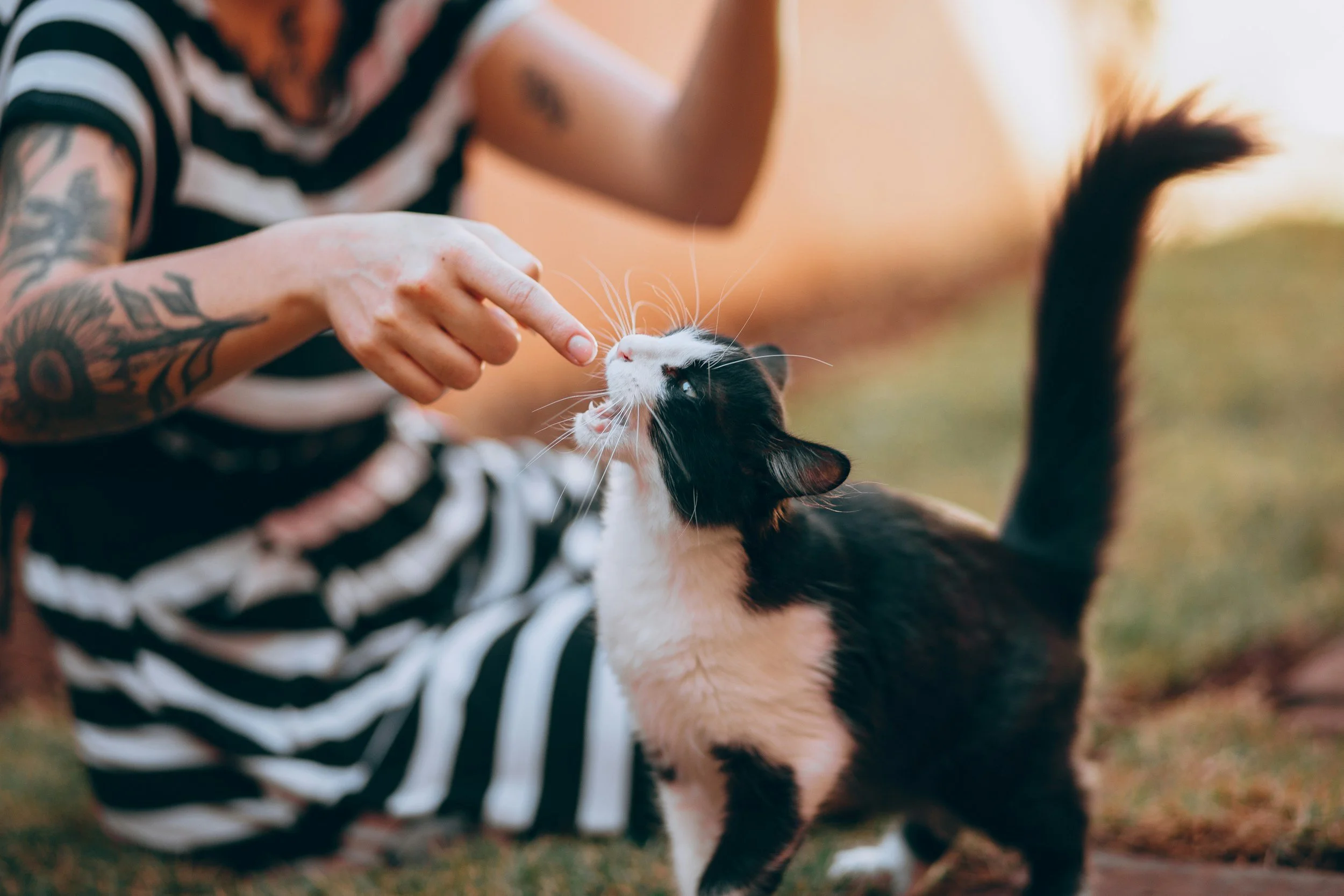 Person with tattoos wearing a black and white striped shirt reaching out to pet a black and white cat outdoors in natural light.