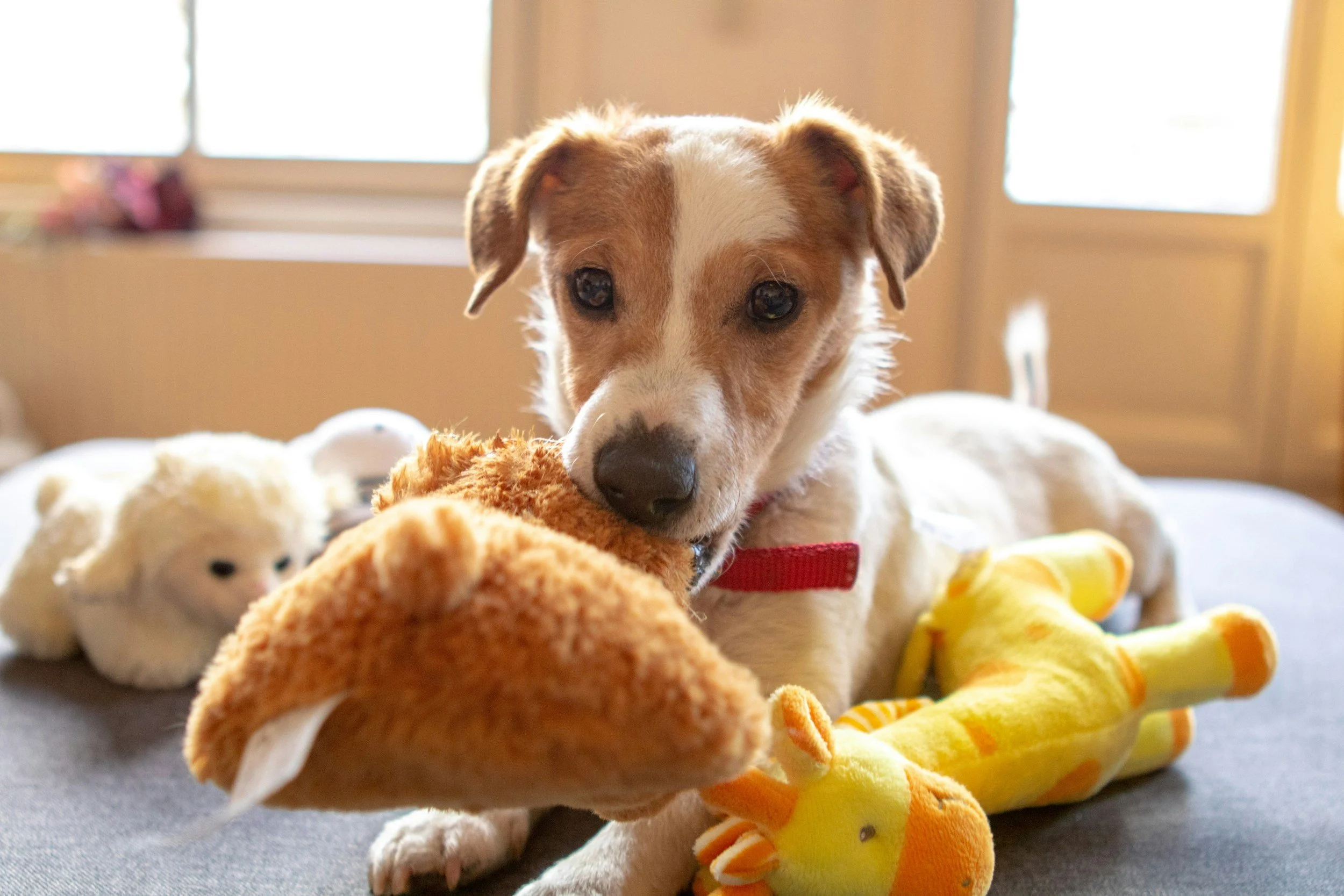 A young dog with a white and brown coat and a red collar is lying amidst various plush toy animals, including a sheep and a duck, on a gray surface in front of a window.