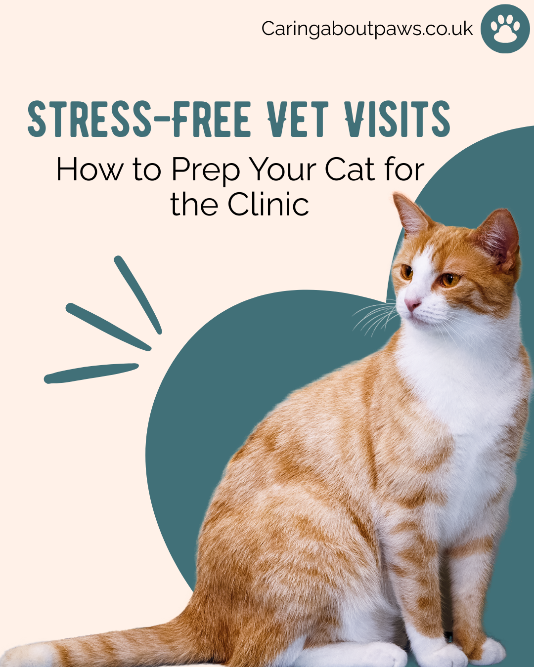 Stress-Free Vet Visits: How to Prep Your Cat for the Clinic