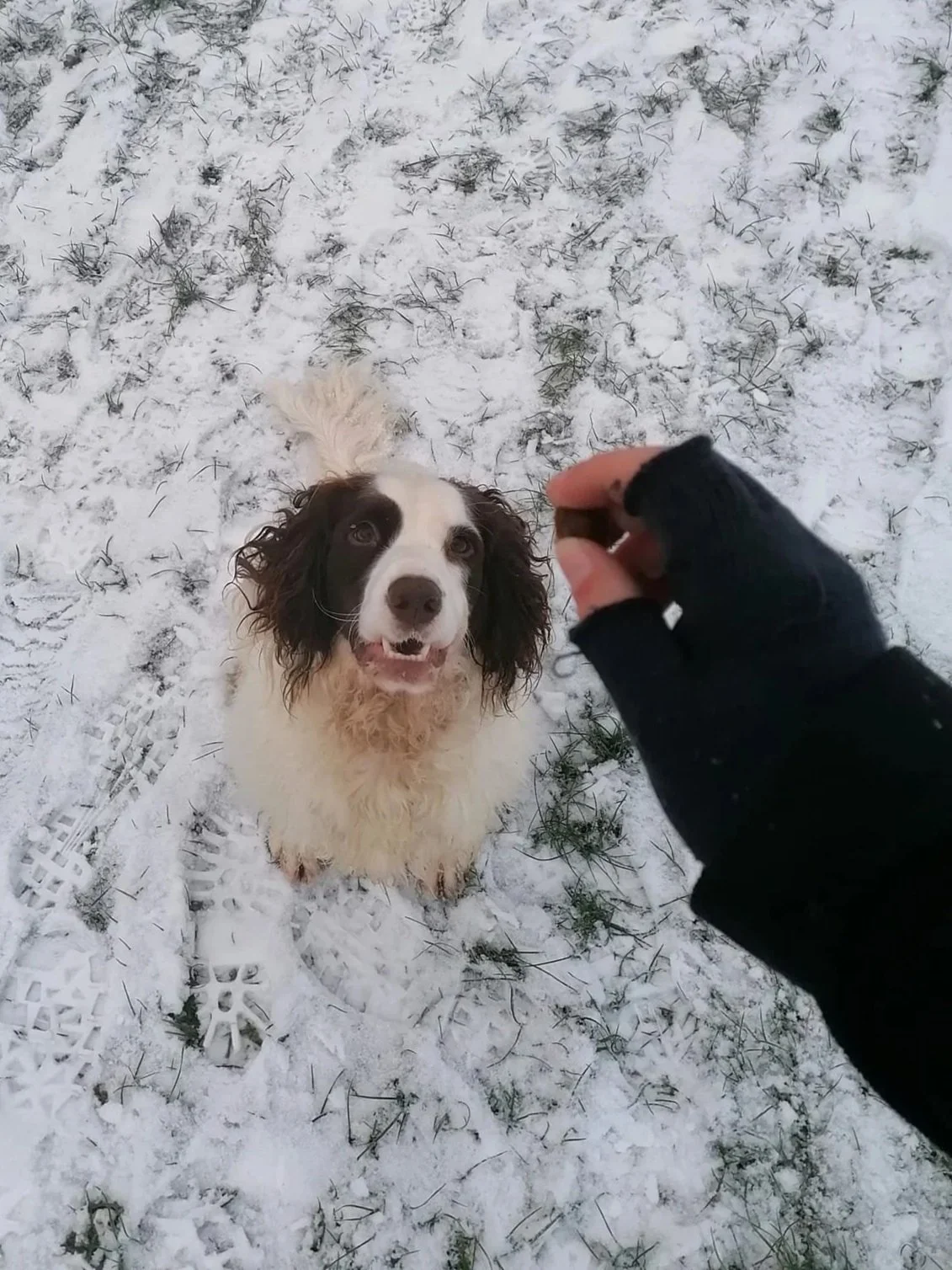 Brown and white spaniel training in the snow.jpg