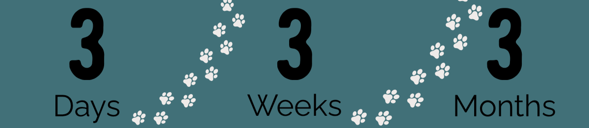 The 3-3-3 rule timeline for settling a new rescue cat into a home