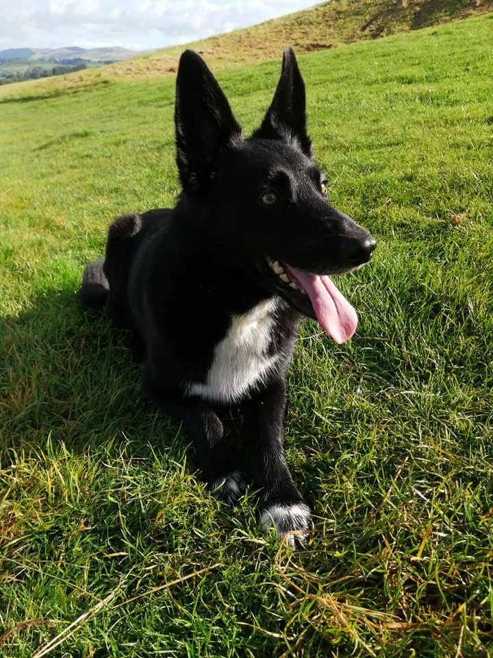 A black and white dog with pointed ears, lying on green grass in a field with hills in the background.
