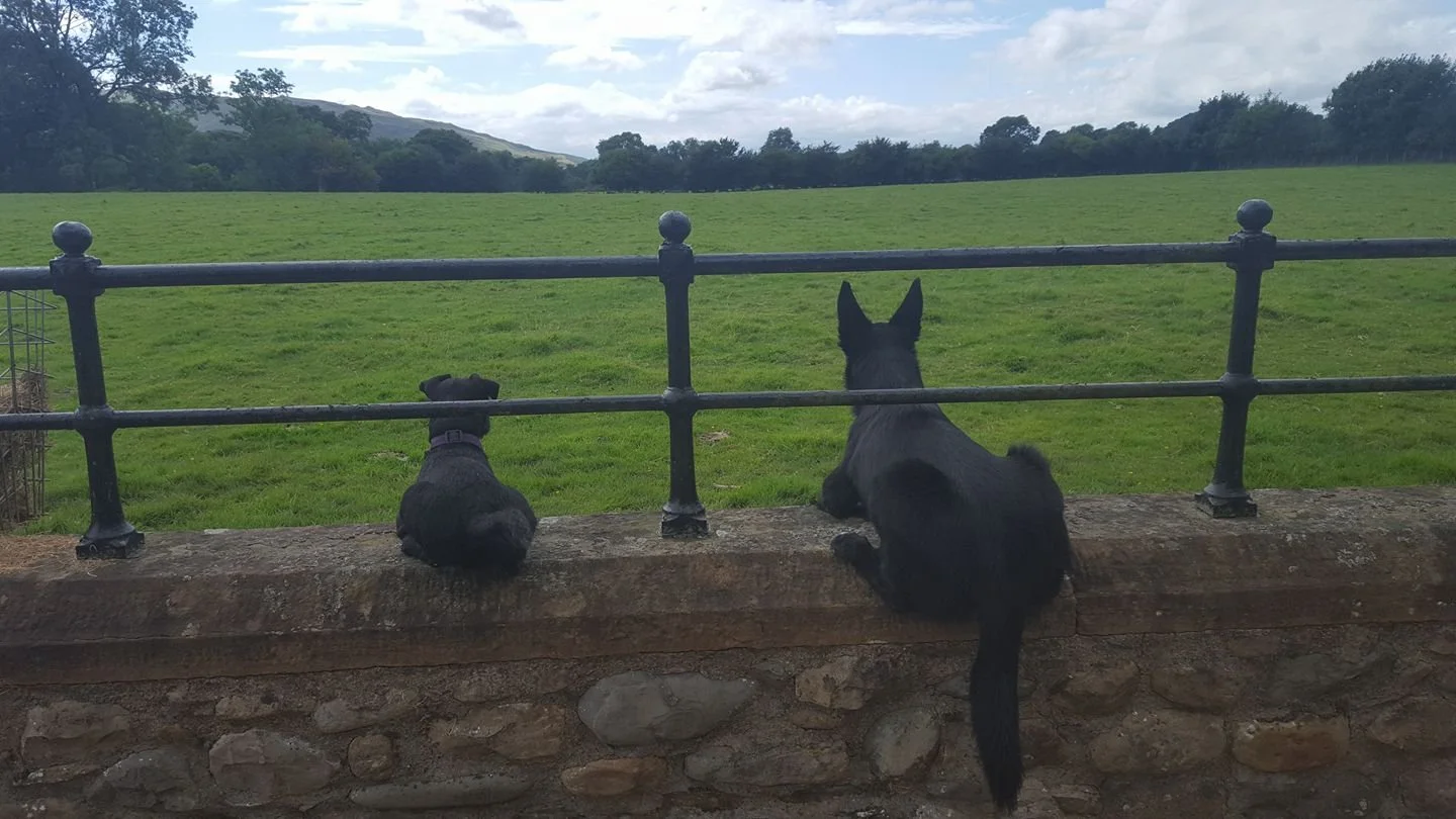 A Patterdale Terrier and a Border Collie on a wall.jpg