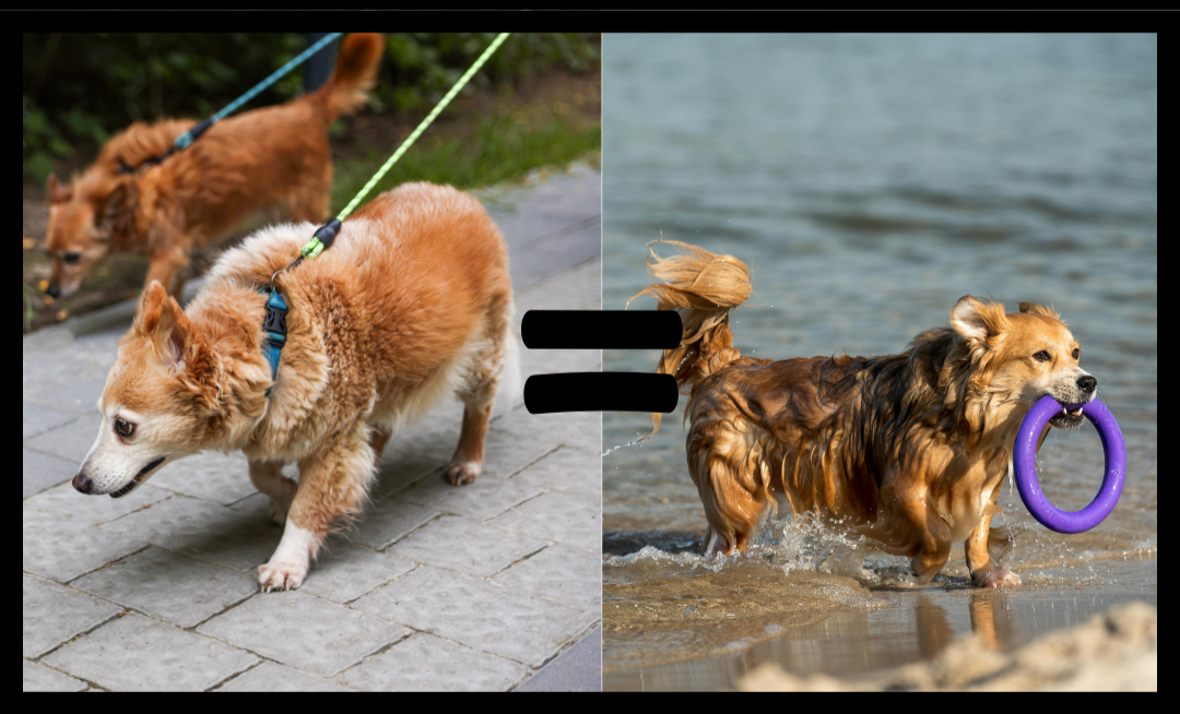 The behaviour of a dog pulling on lead and how to fix it