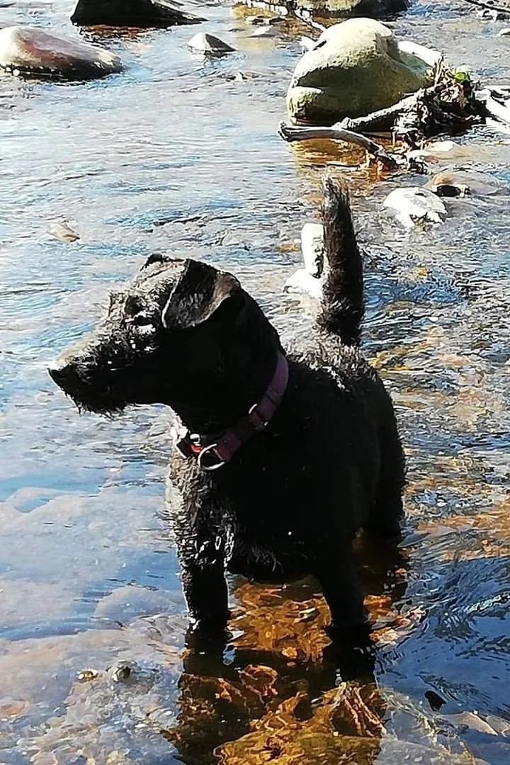 A black dog standing in a shallow creek with rocky surroundings.