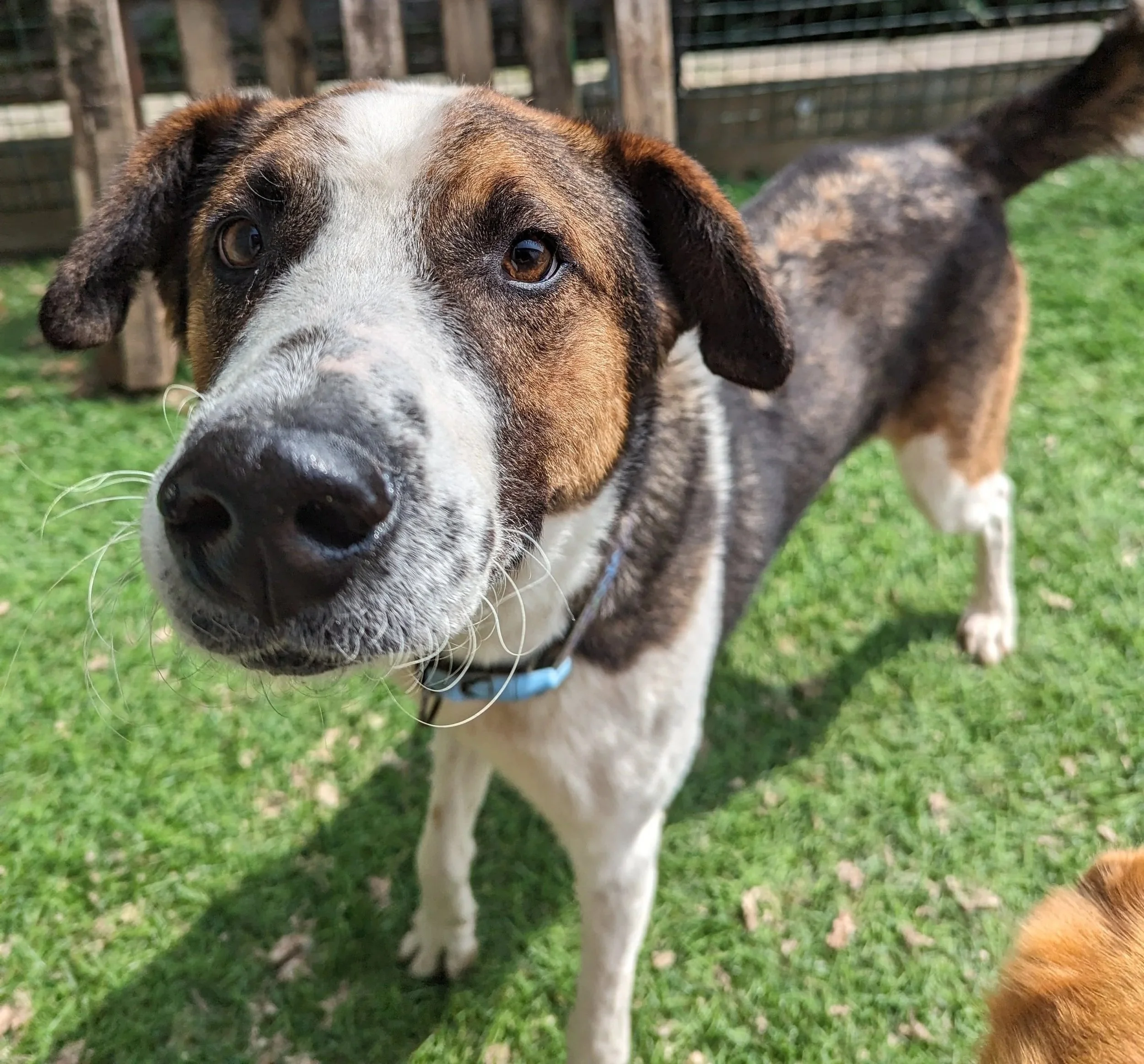 Close-up of a mixed-breed dog with brown, black, and white fur, looking directly at the camera in a grassy yard.