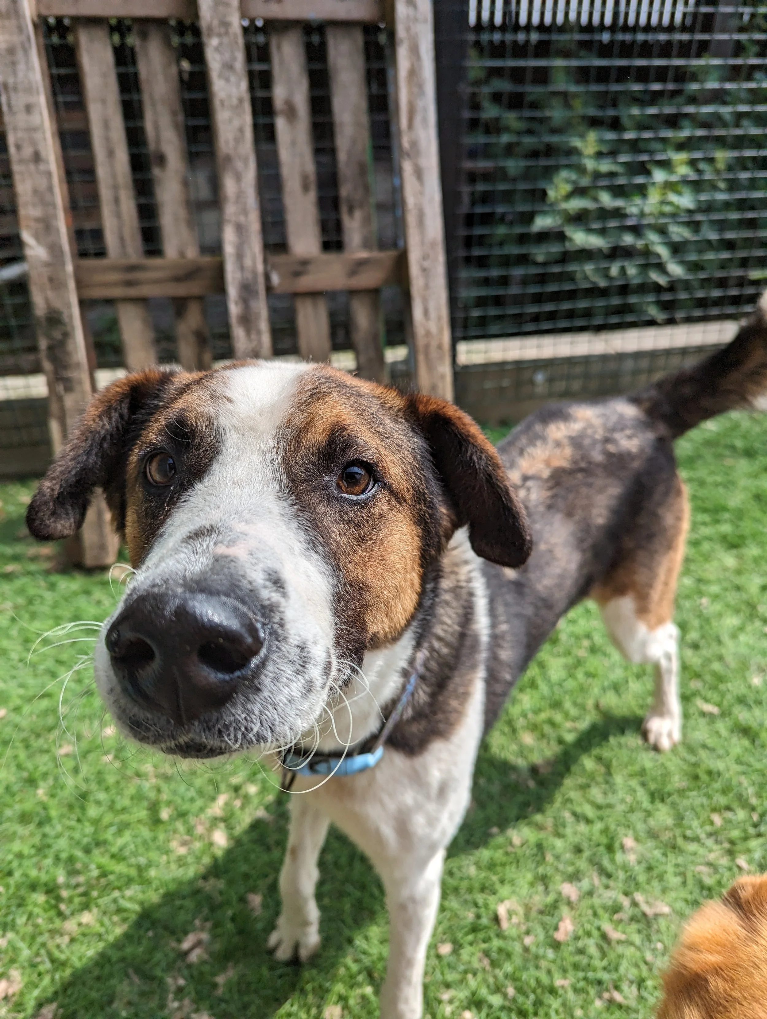 A close-up of a mixed-breed dog with brown, black, and white fur, standing on green grass in a backyard, with a wooden fence in the background.