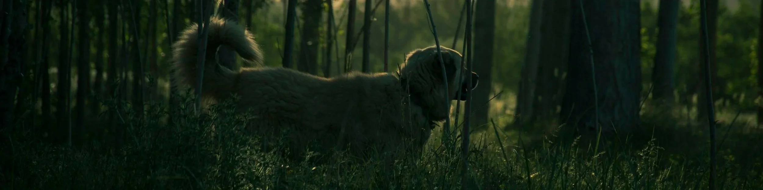 A dog standing among trees in a forest during sunset or sunrise.