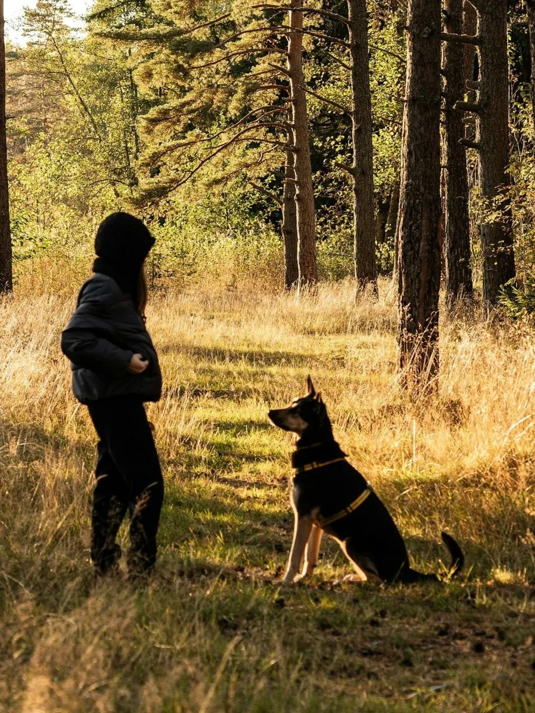 A person wearing a hooded jacket stands in a forest, facing a sitting dog with a yellow harness, amidst tall grass and trees during sunset or early morning.