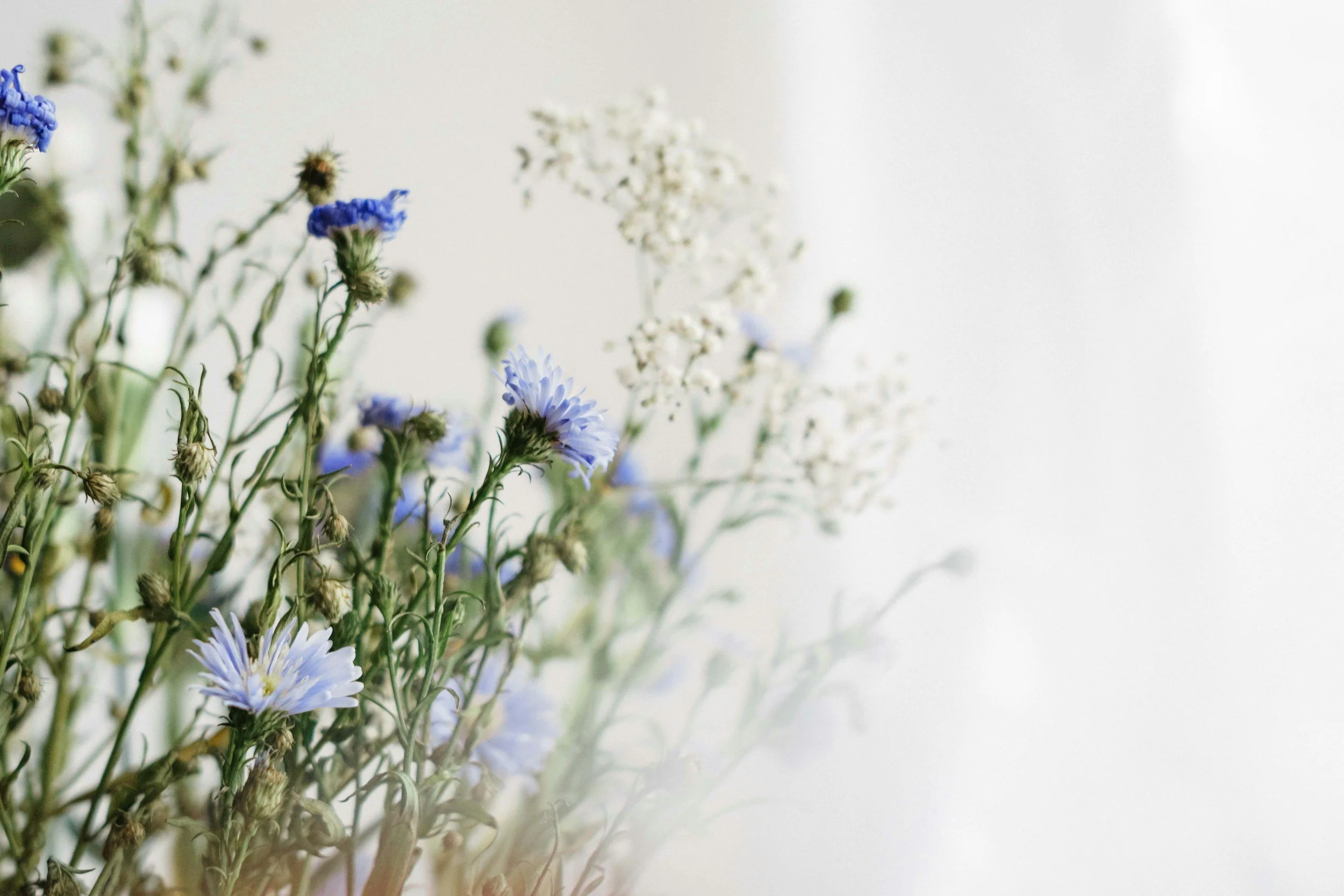 Close-up of a bouquet of blue and white wildflowers with green stems and a blurred background.