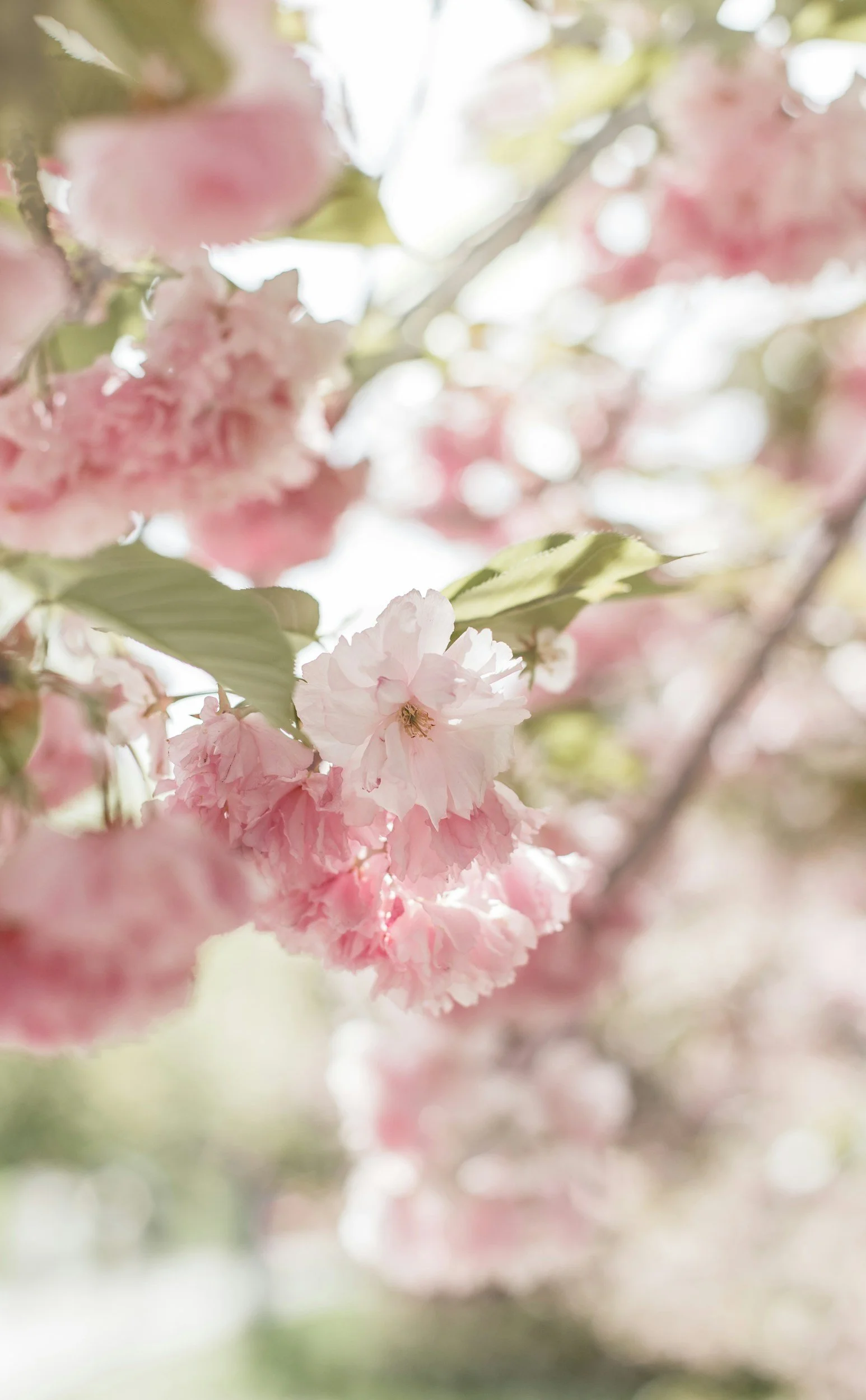 Close-up of pink cherry blossoms on a tree branch with sunlight filtering through the flowers and green leaves.