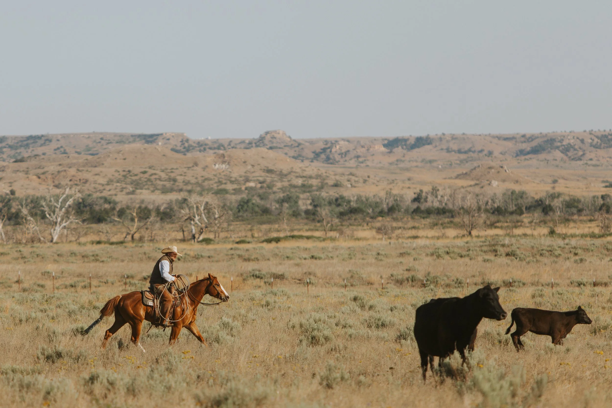A person riding a brown horse in a dry, open field with a backdrop of rolling hills and sparse vegetation under a clear sky.