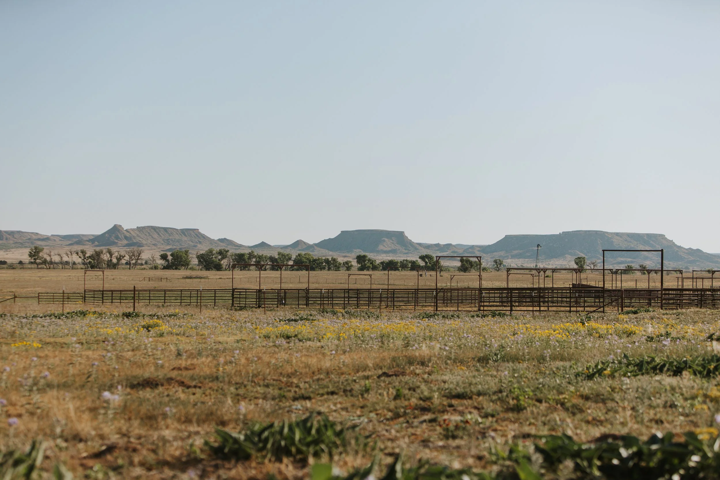 Open field with scattered trees, distant hills or mesas, and a clear blue sky. There are some metal fencing structures and yellow flowers or plants in the foreground.