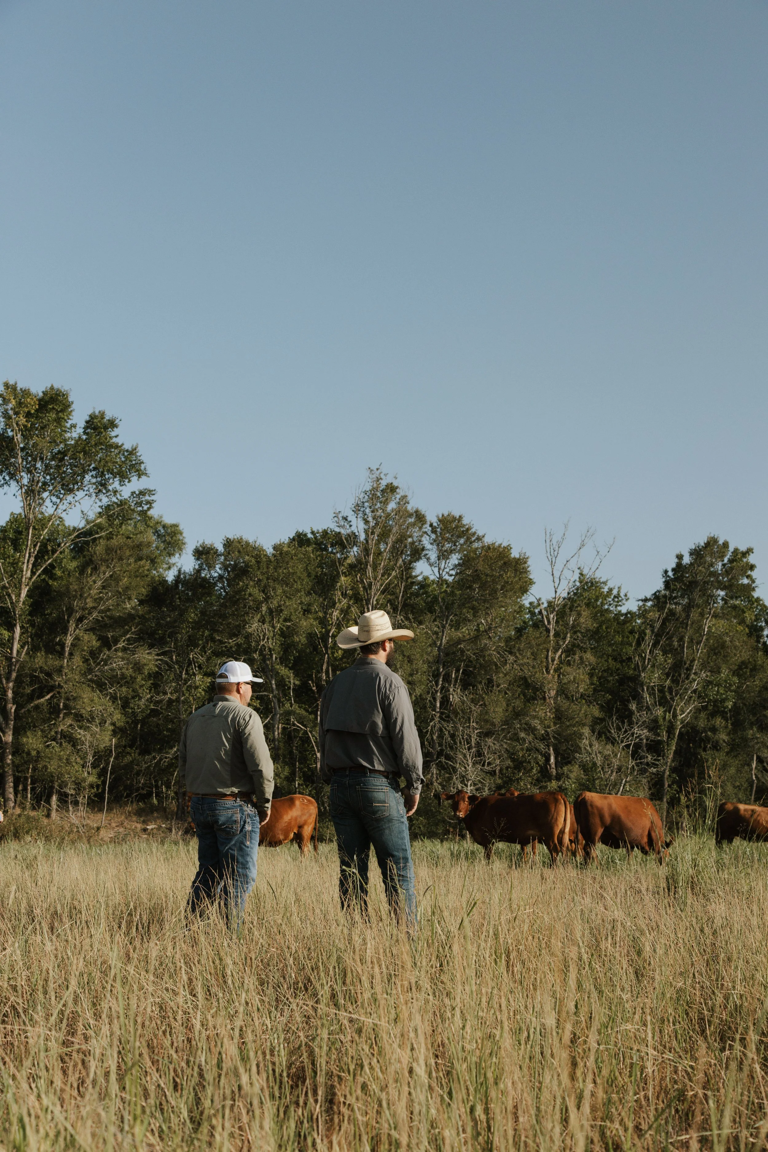 Two men in cowboy hats and jeans stand in a grassy field with cattle, surrounded by trees, under a clear blue sky.