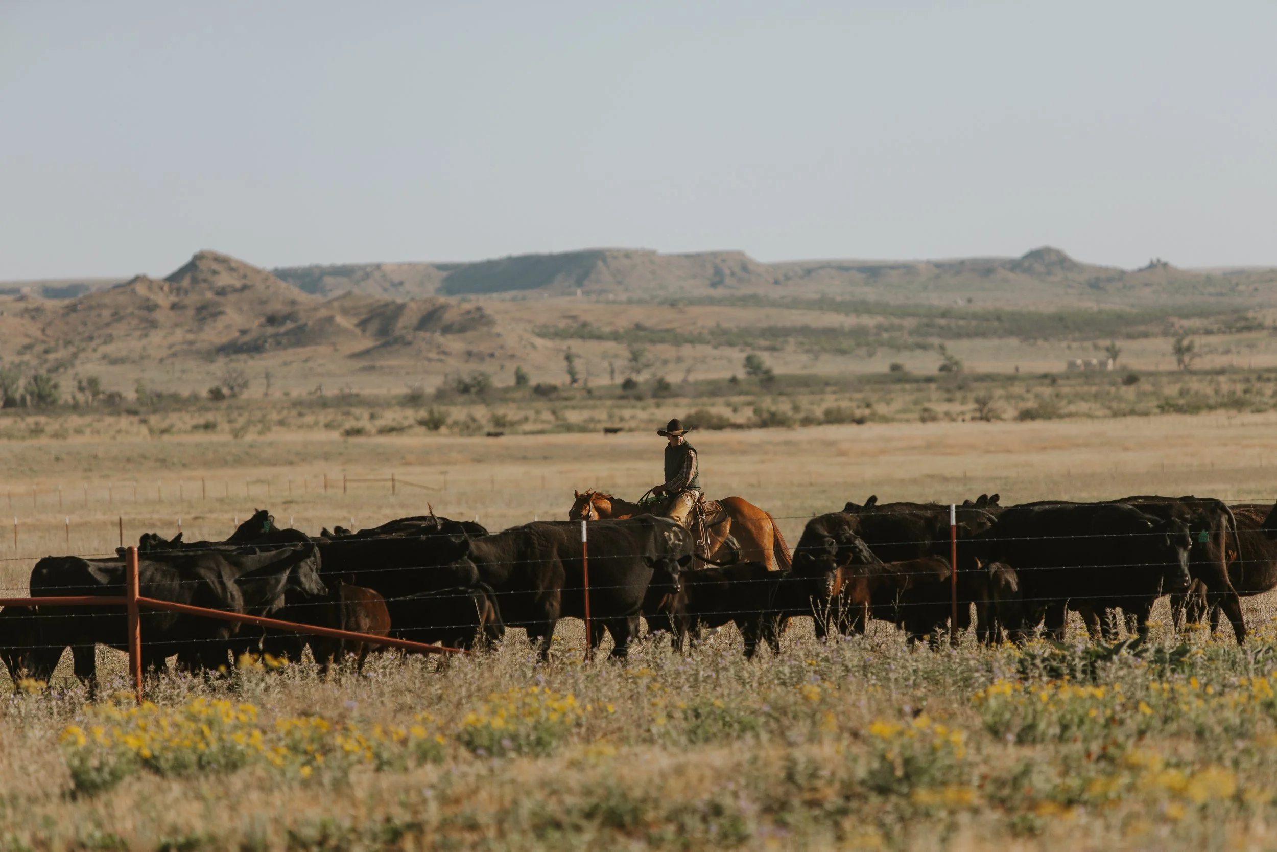 A cowboy riding a horse in a fenced pasture with a herd of cattle, set against a backdrop of hills and open sky.
