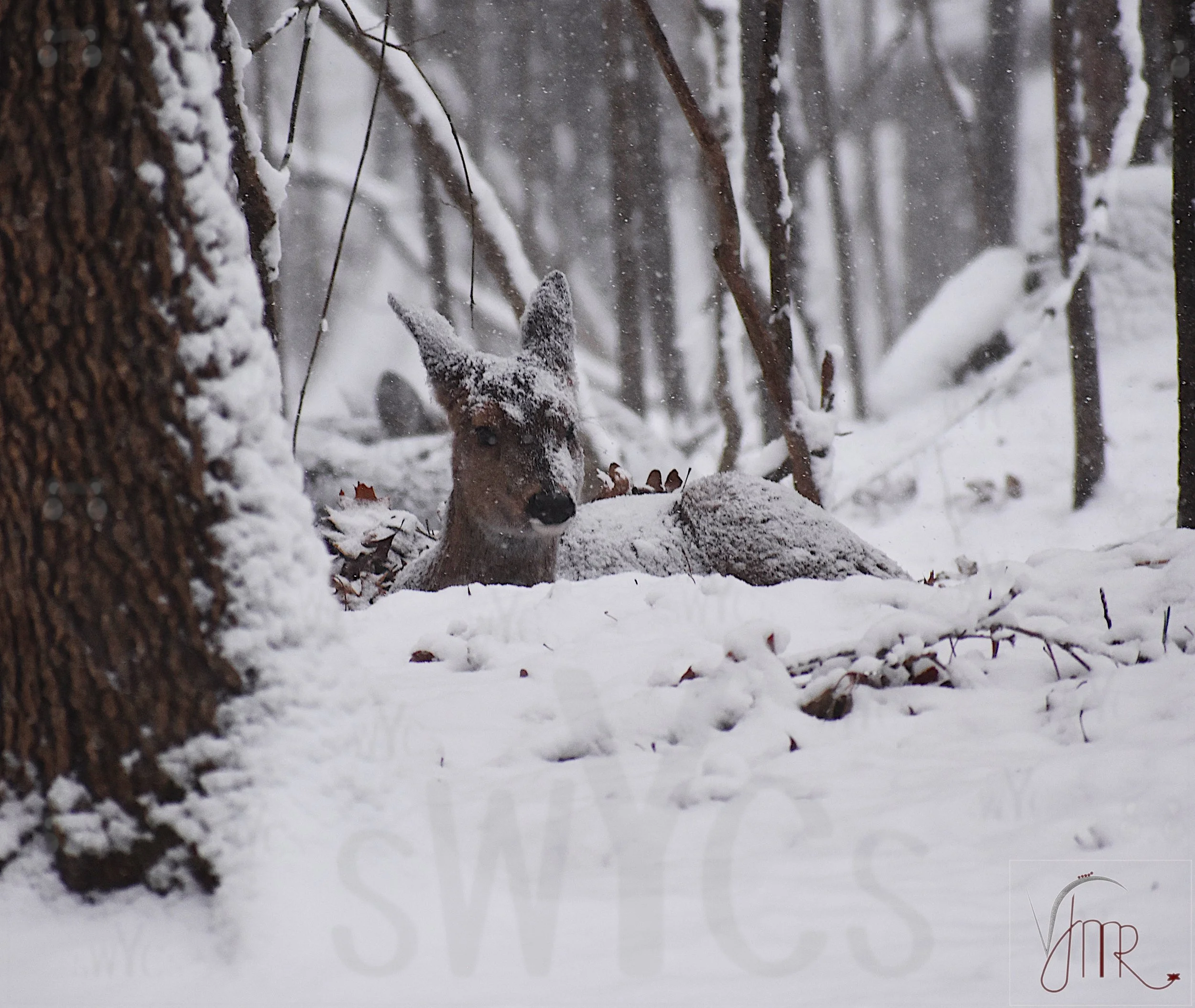 whitetail deer 21 Chione with watermark.JPG