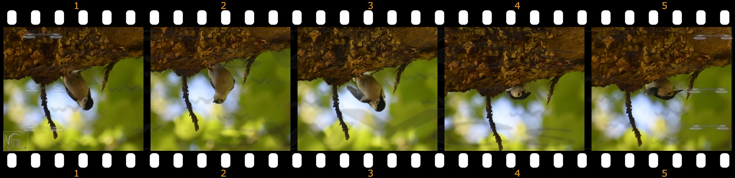 Nuthatch 4 with watermark.JPG