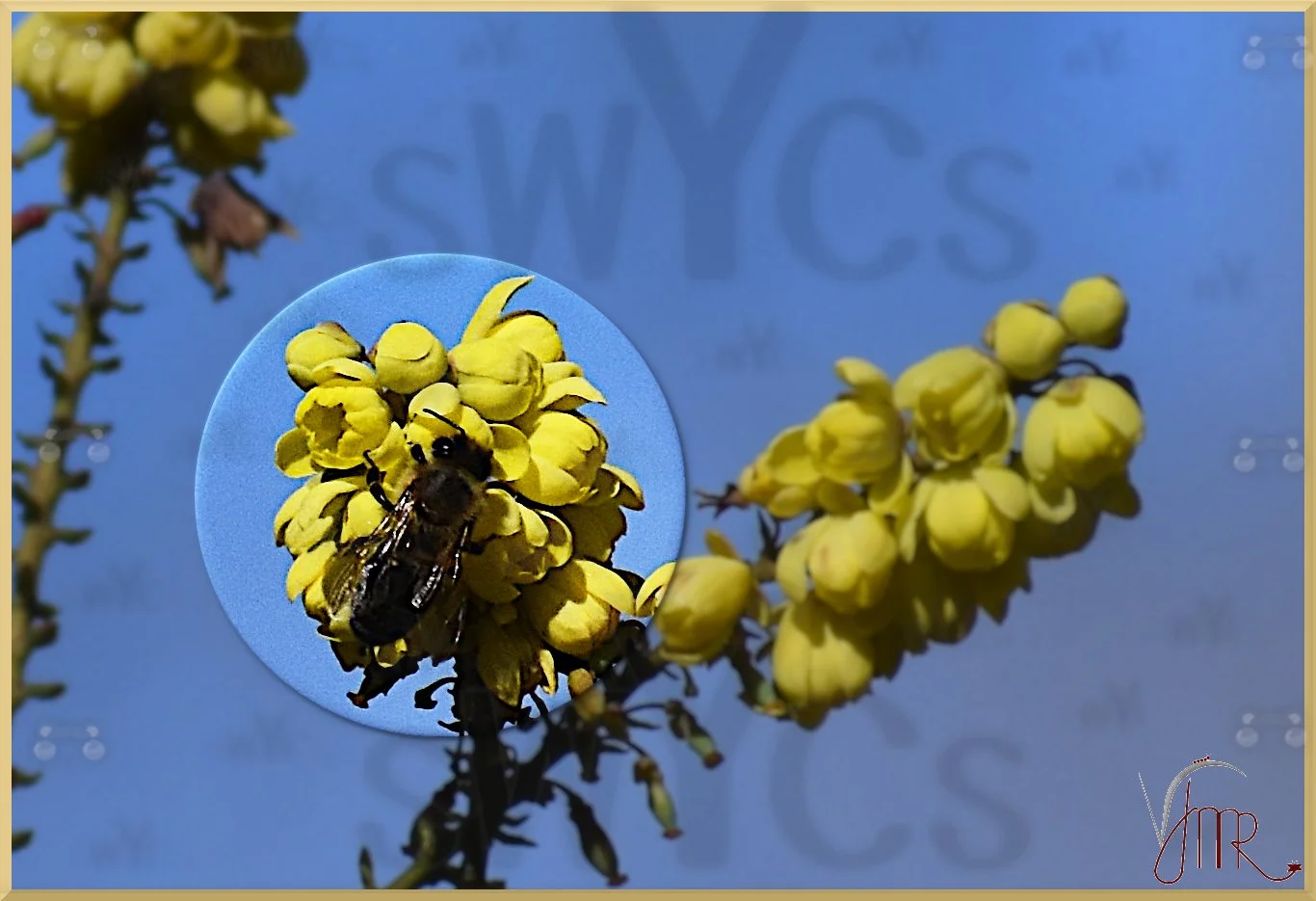 honey bees 6 with watermark.JPG