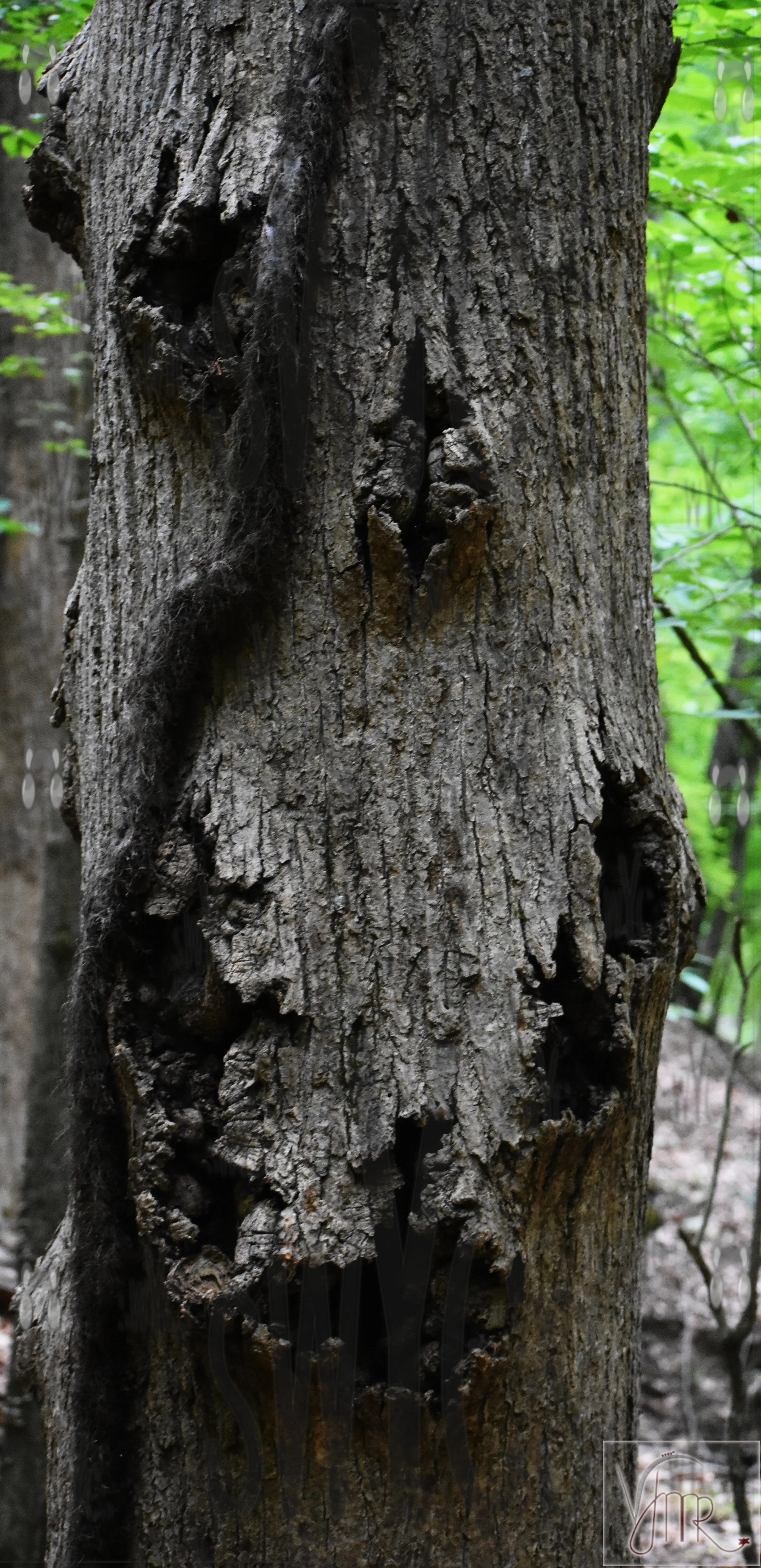 Tree 2 with watermark.JPG