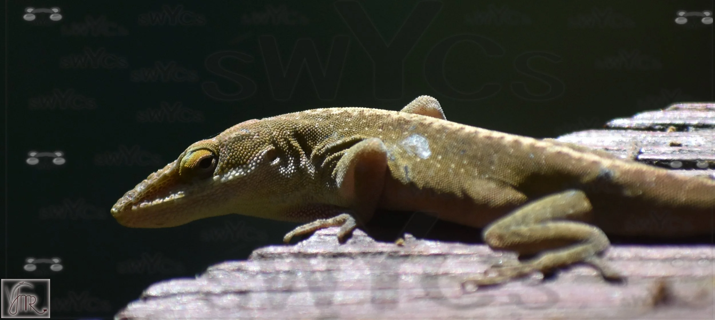 Lizard 2 with watermark.jpg
