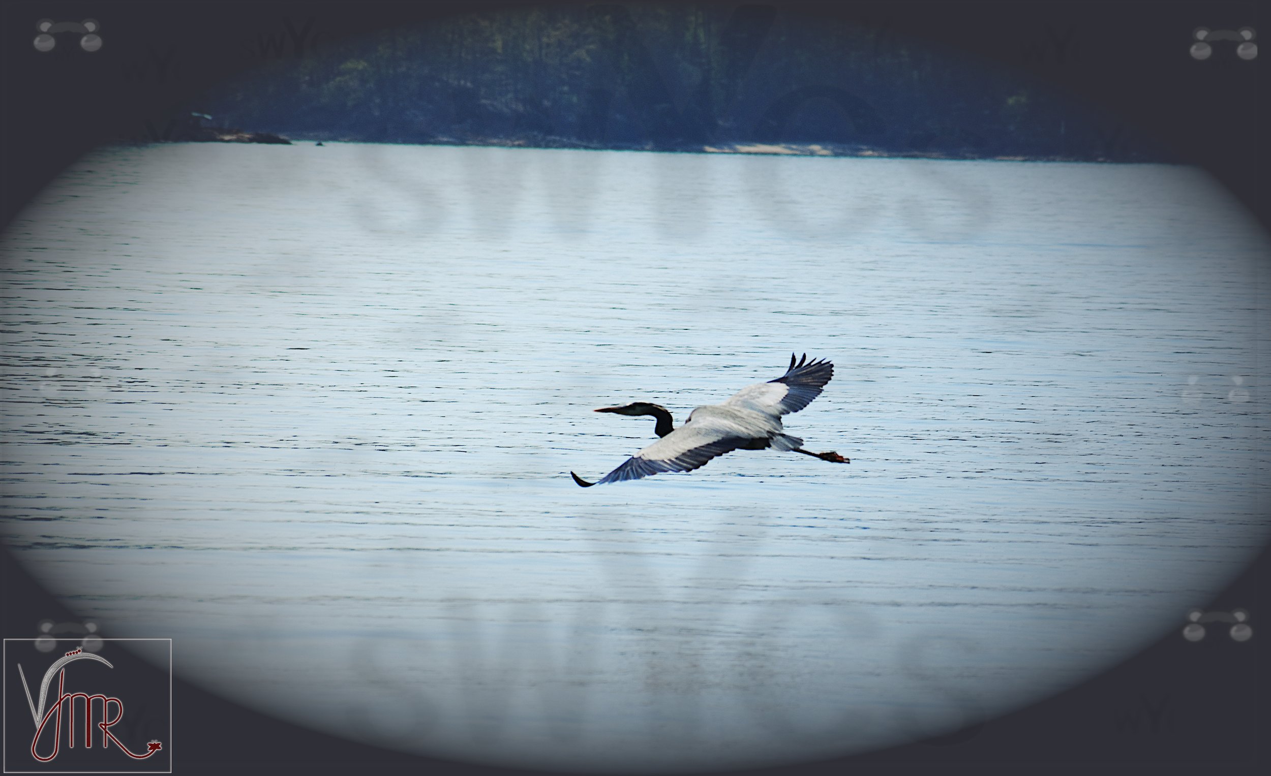 Blue Heron 10 with watermark.jpg