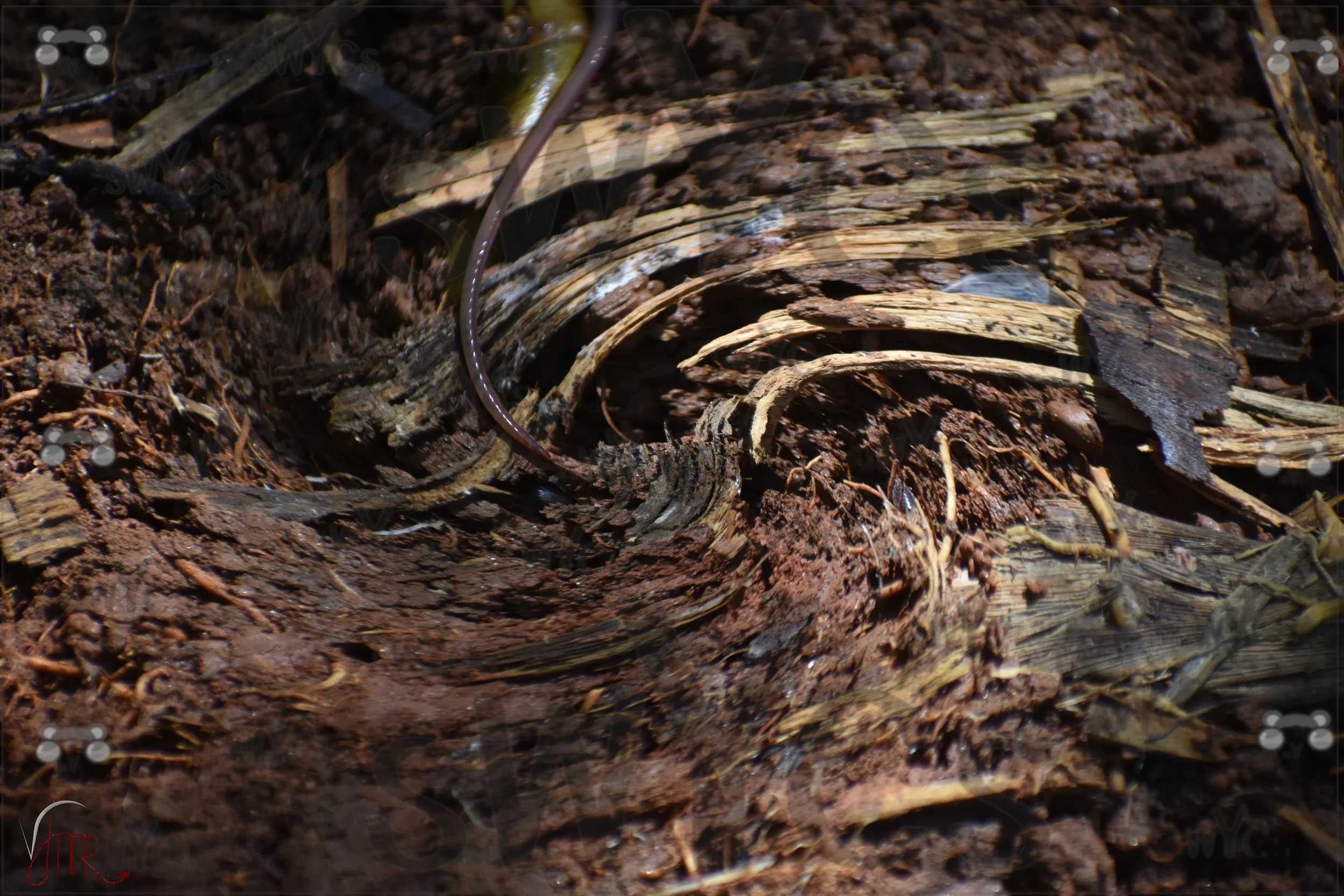 Earth Worm 2