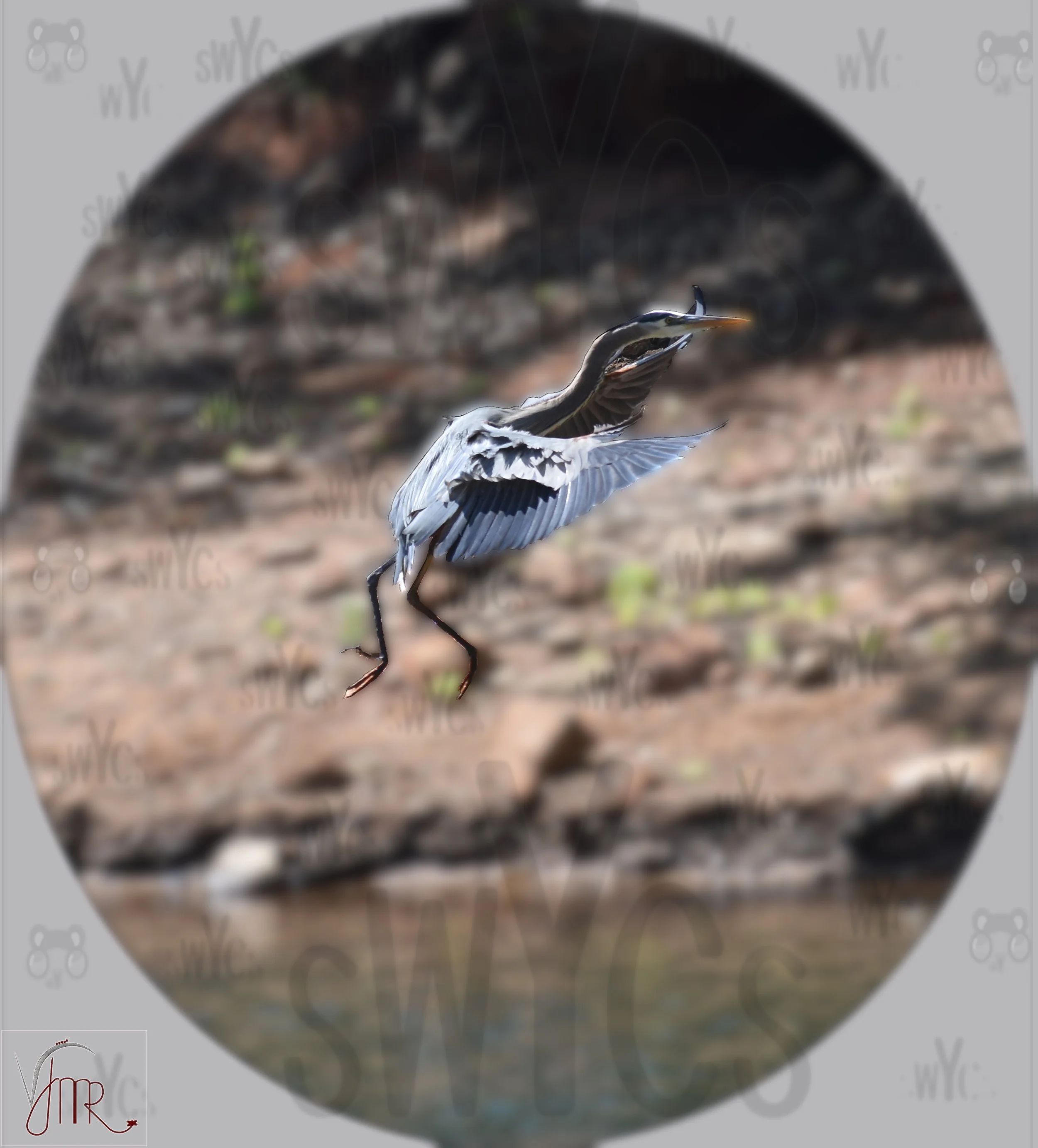 Blue Heron 4 with watermark.JPG