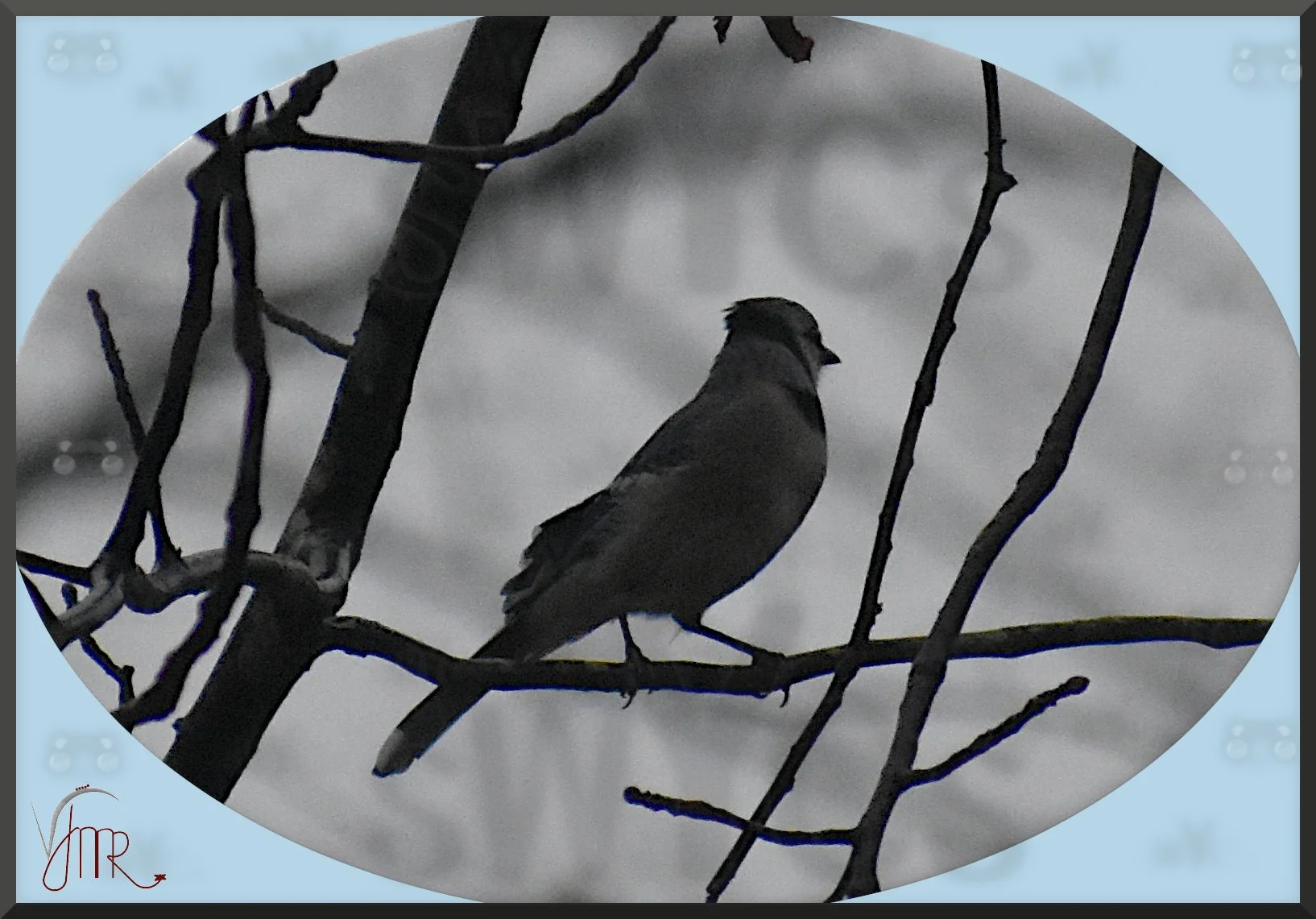 bluejay 2 with watermark.jpg