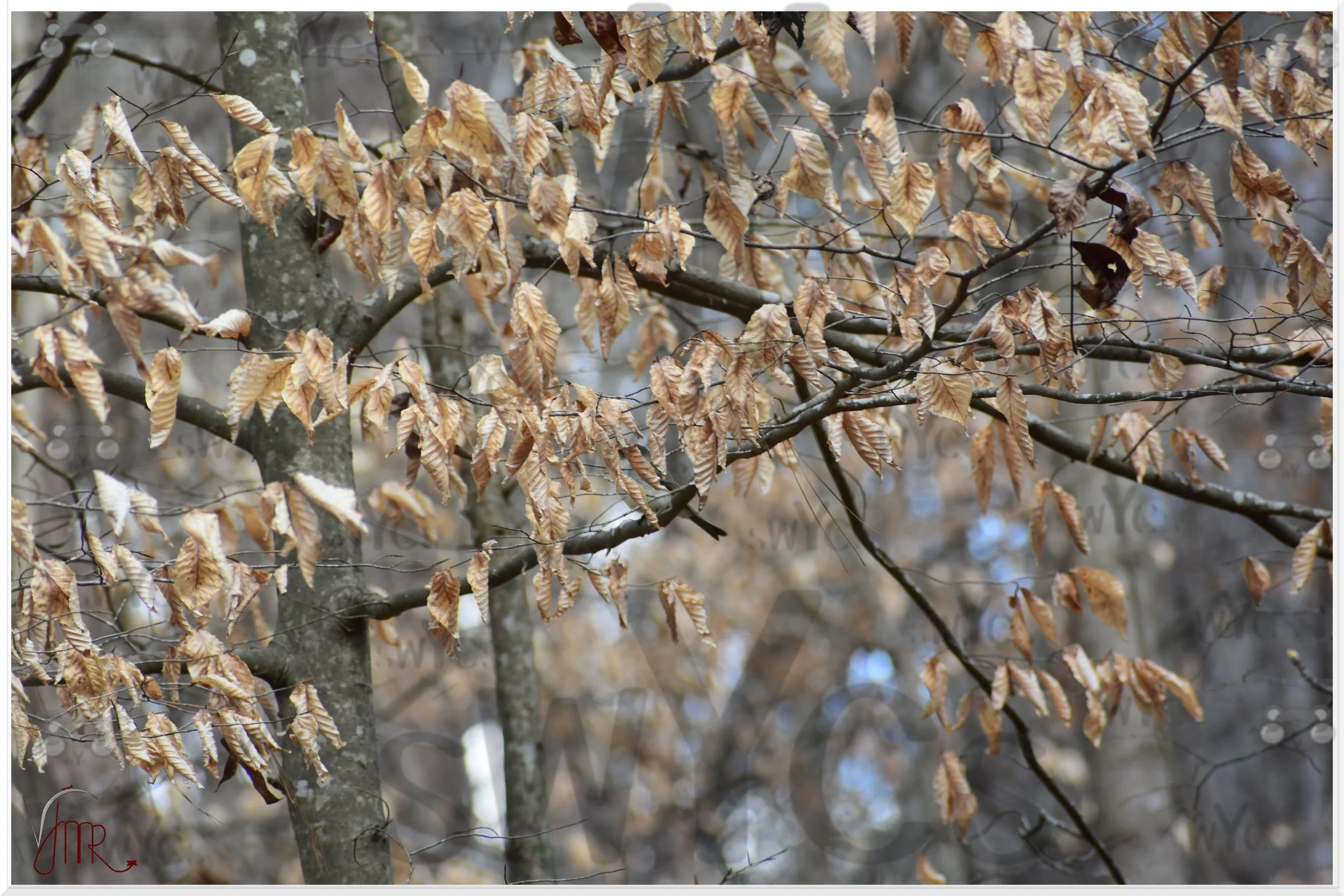 tree 10 with watermark.JPG