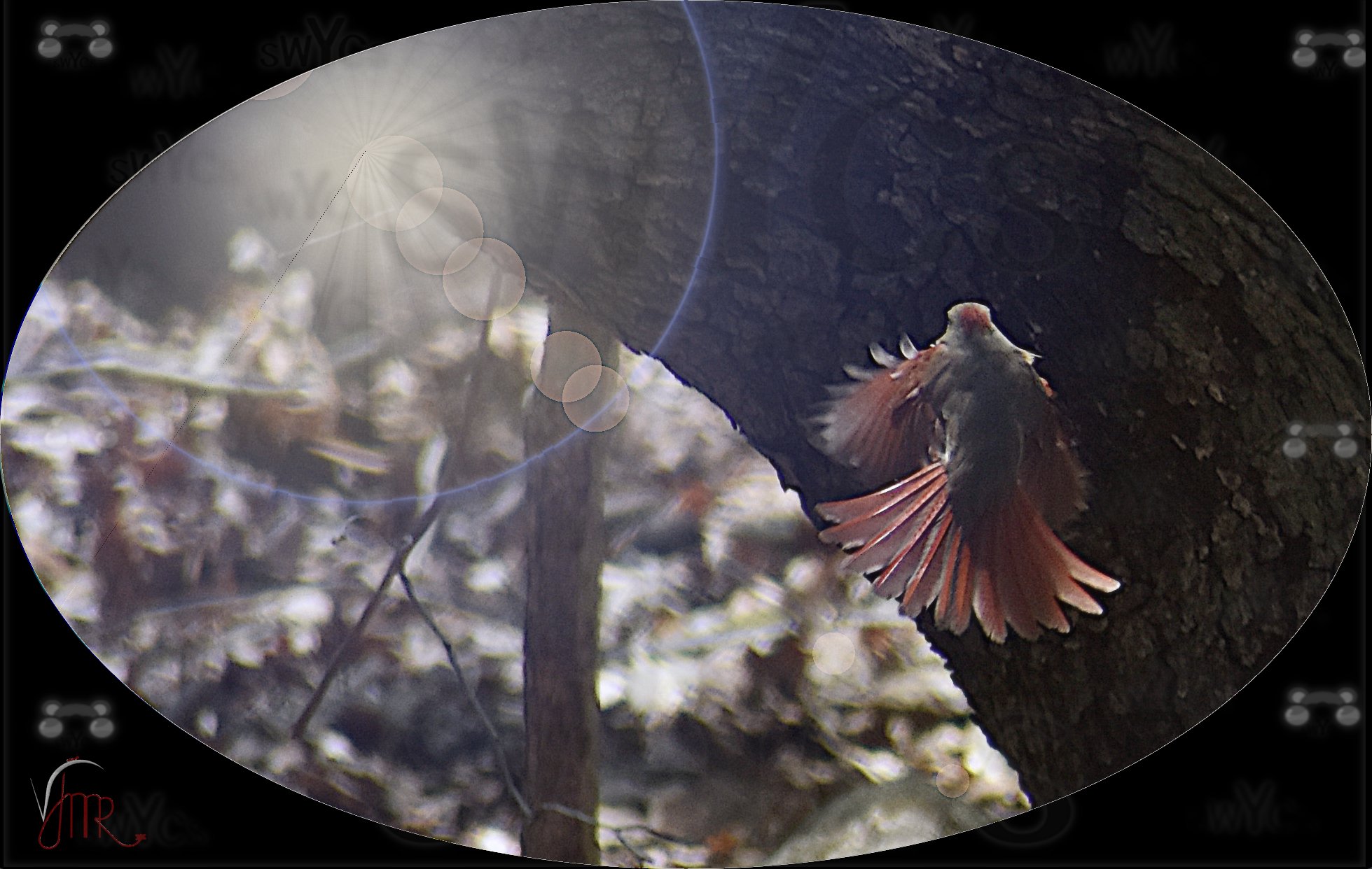 Cardinal 2A