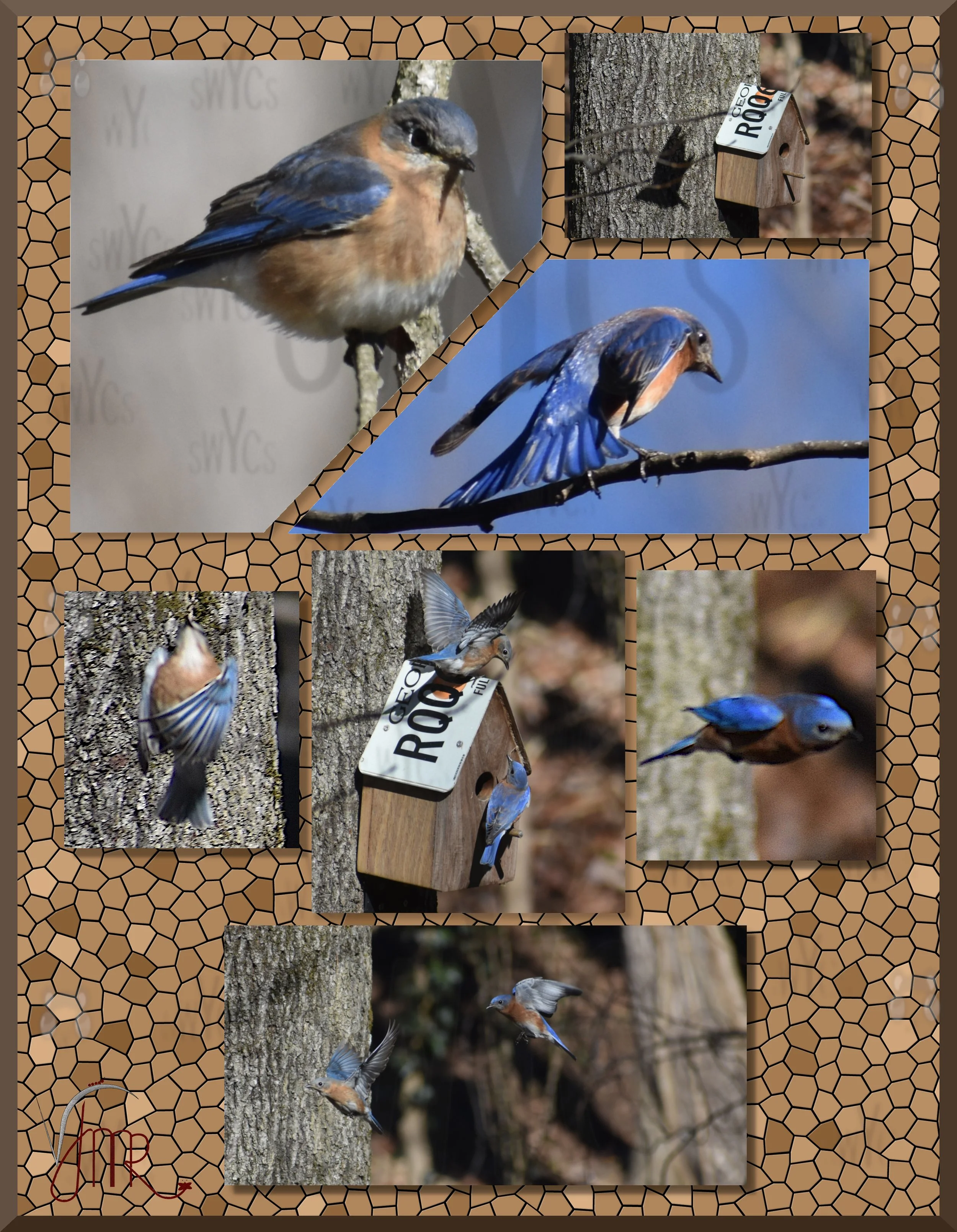 eastern bluebird collage with watermark.jpg
