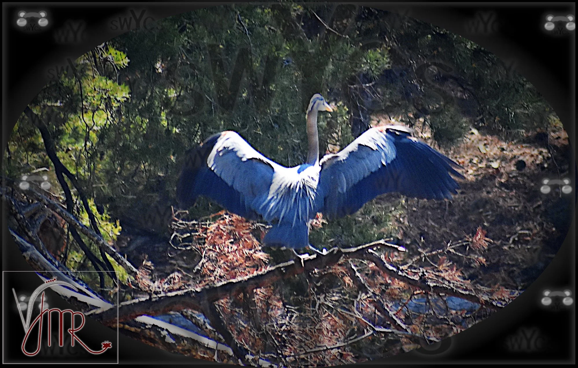 Blue Heron 12 with watermark.jpg