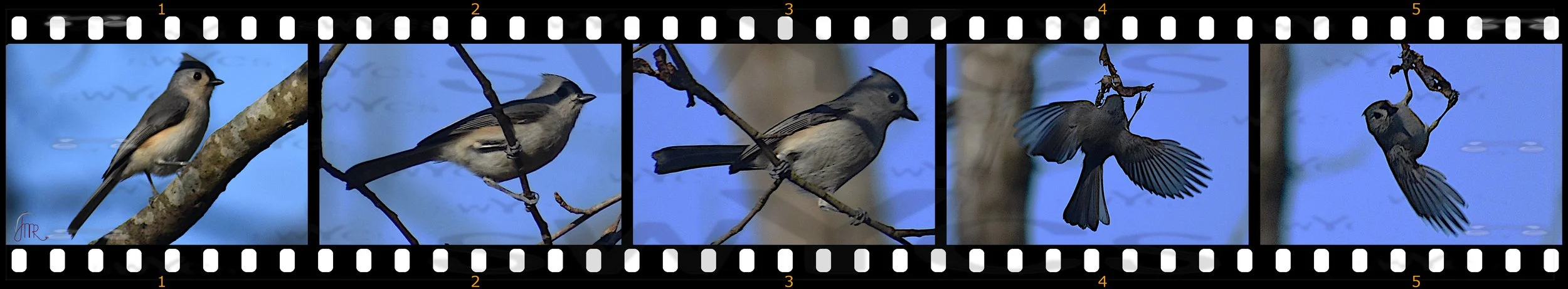 Tufted Titmouse 1