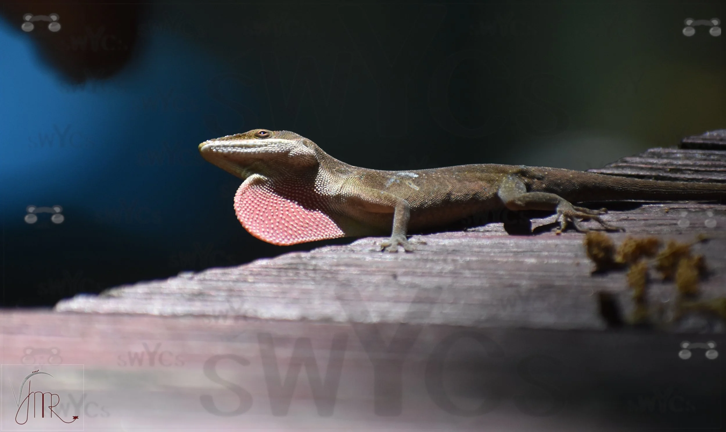 Lizard 1 with watermarks.jpg