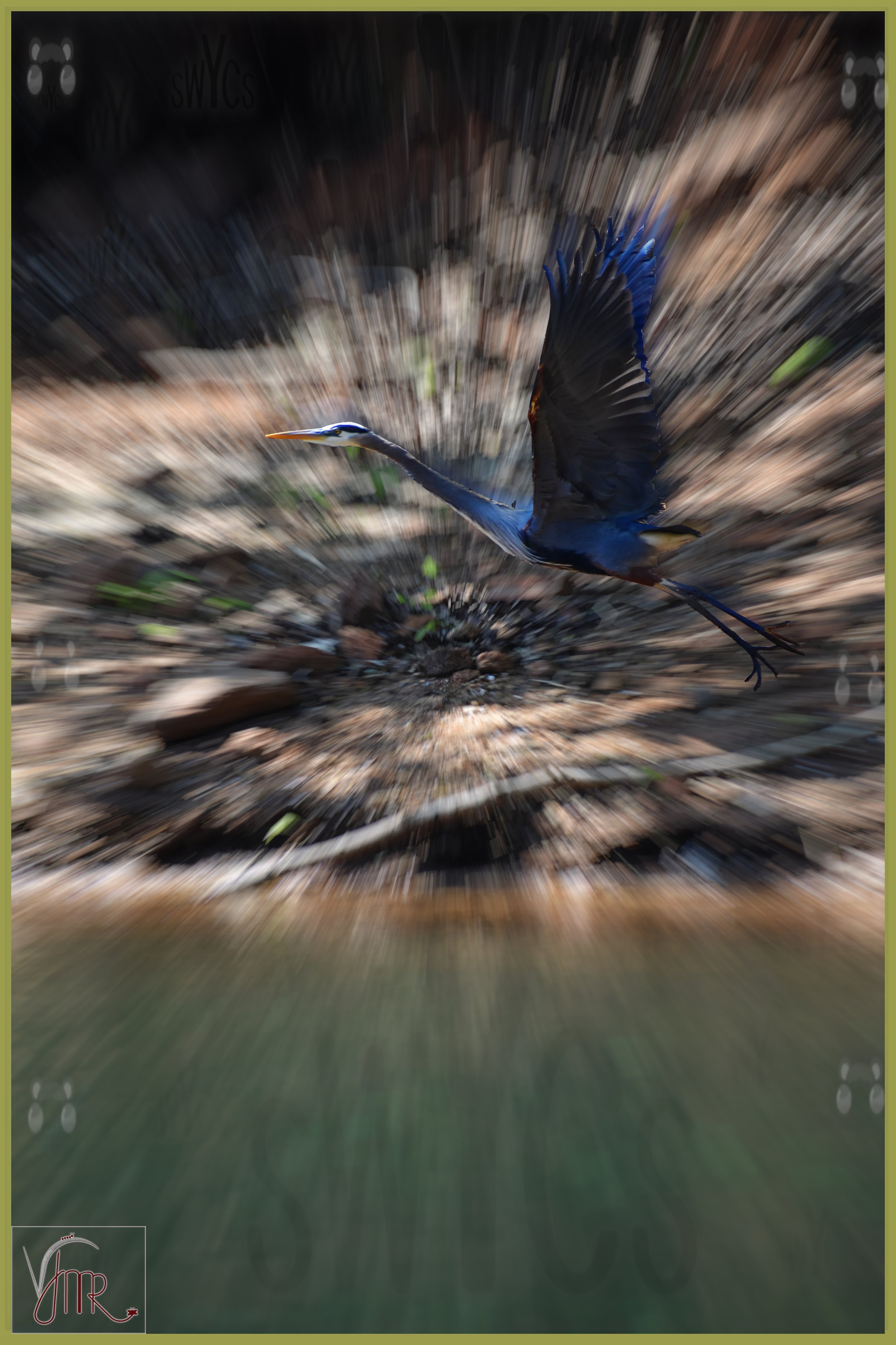 Blue Heron 8 with watermark.jpg
